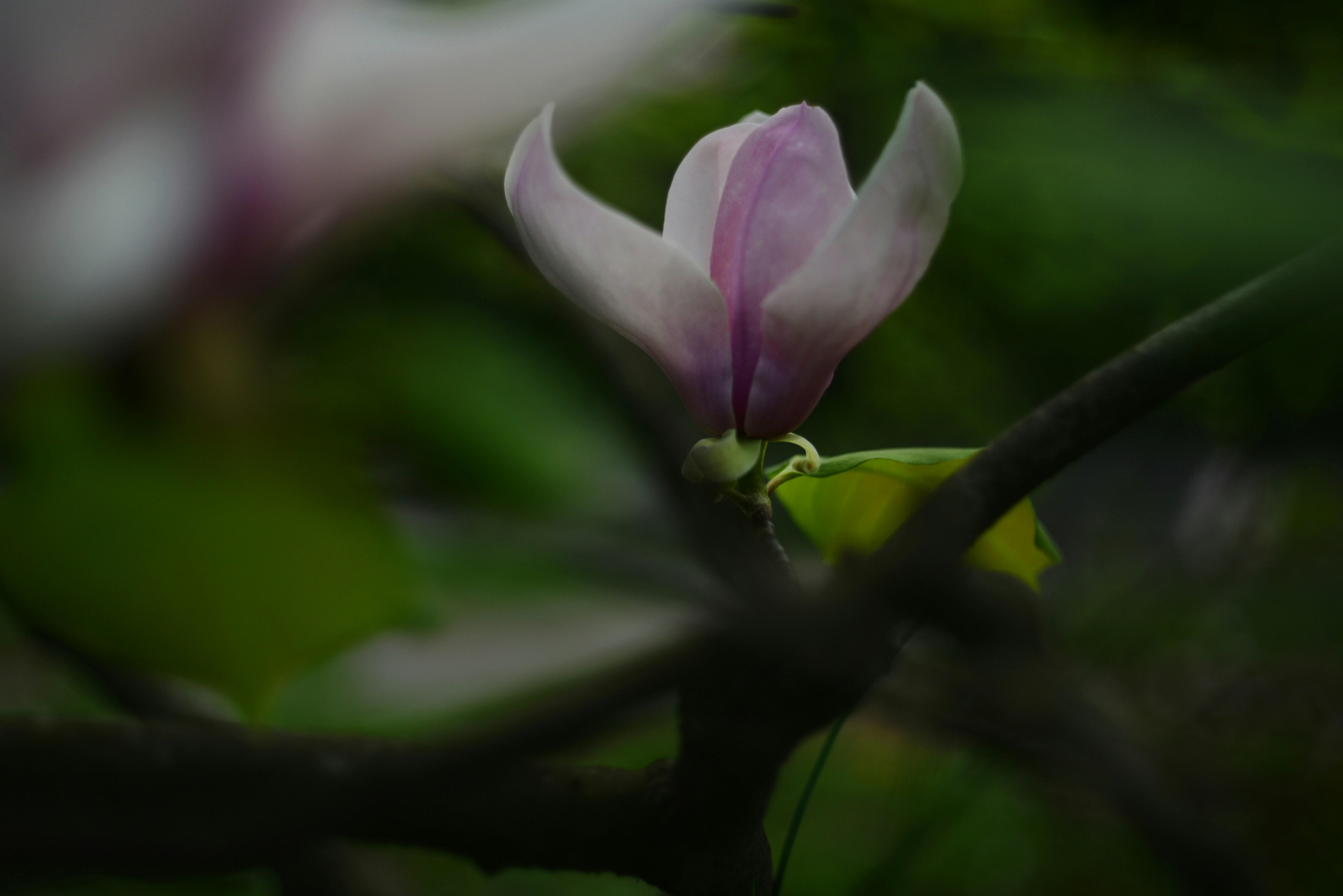 Photo by cherstve_pechivo