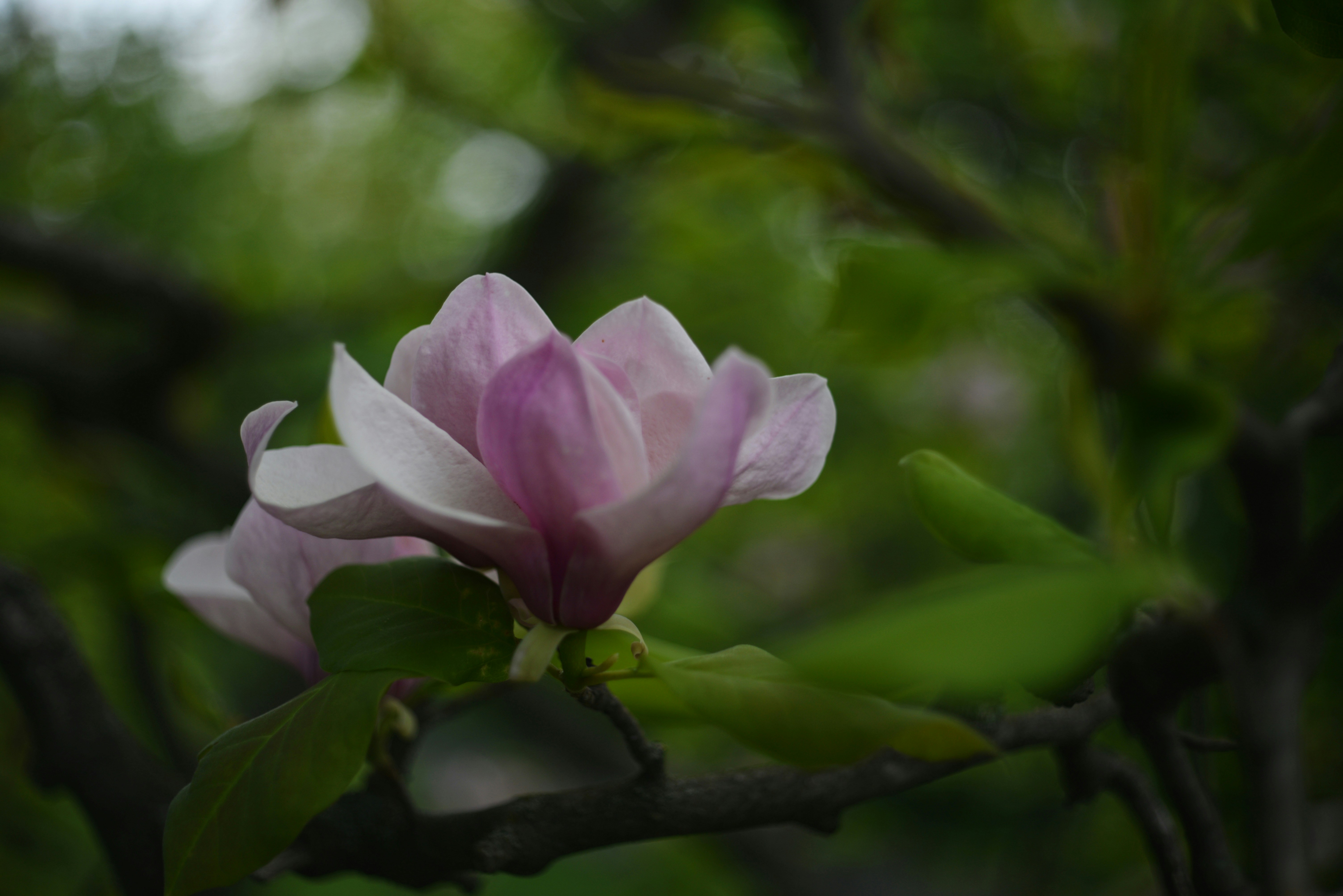 Photo by cherstve_pechivo