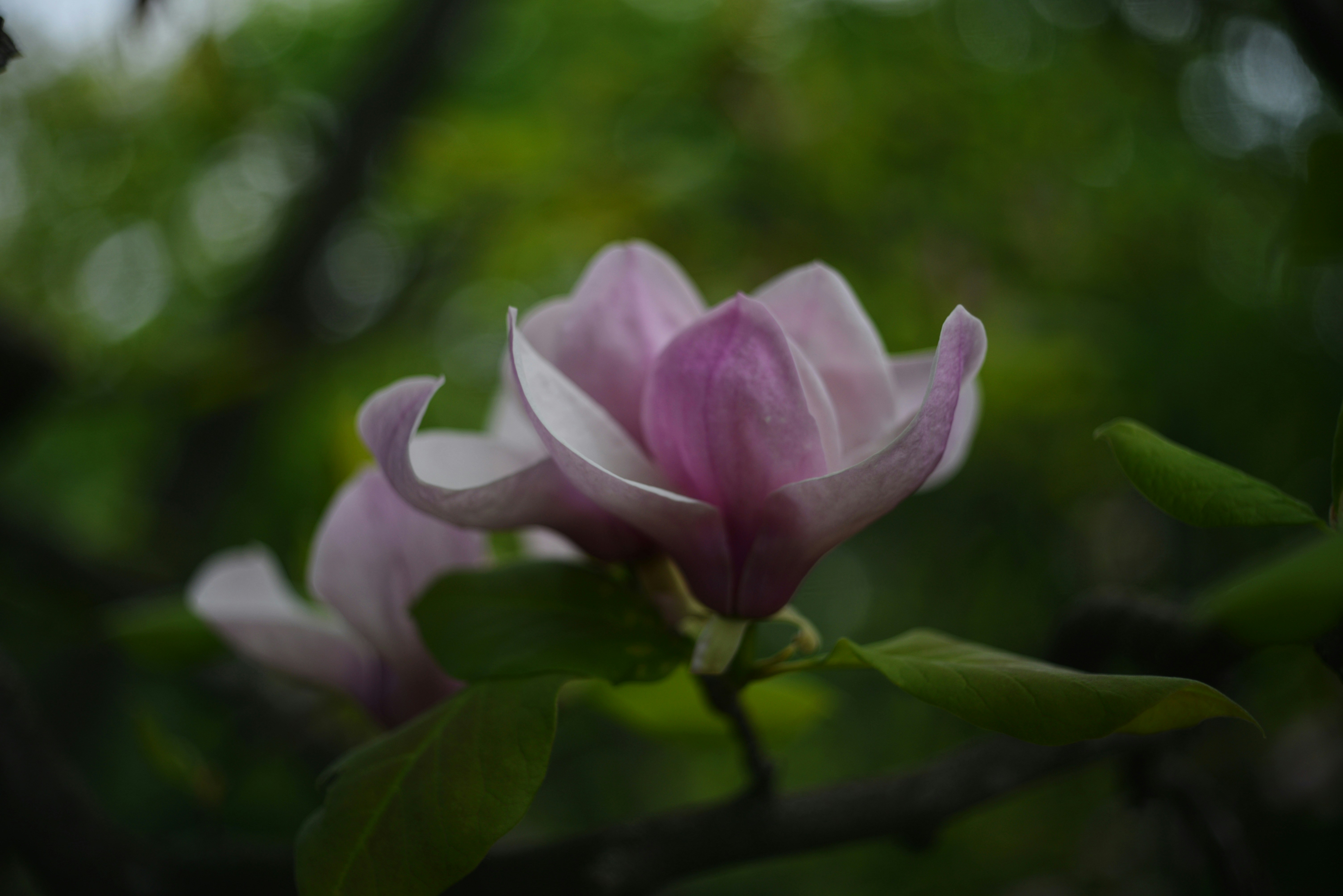 Photo by cherstve_pechivo