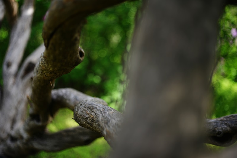 Artistic natural tree branches