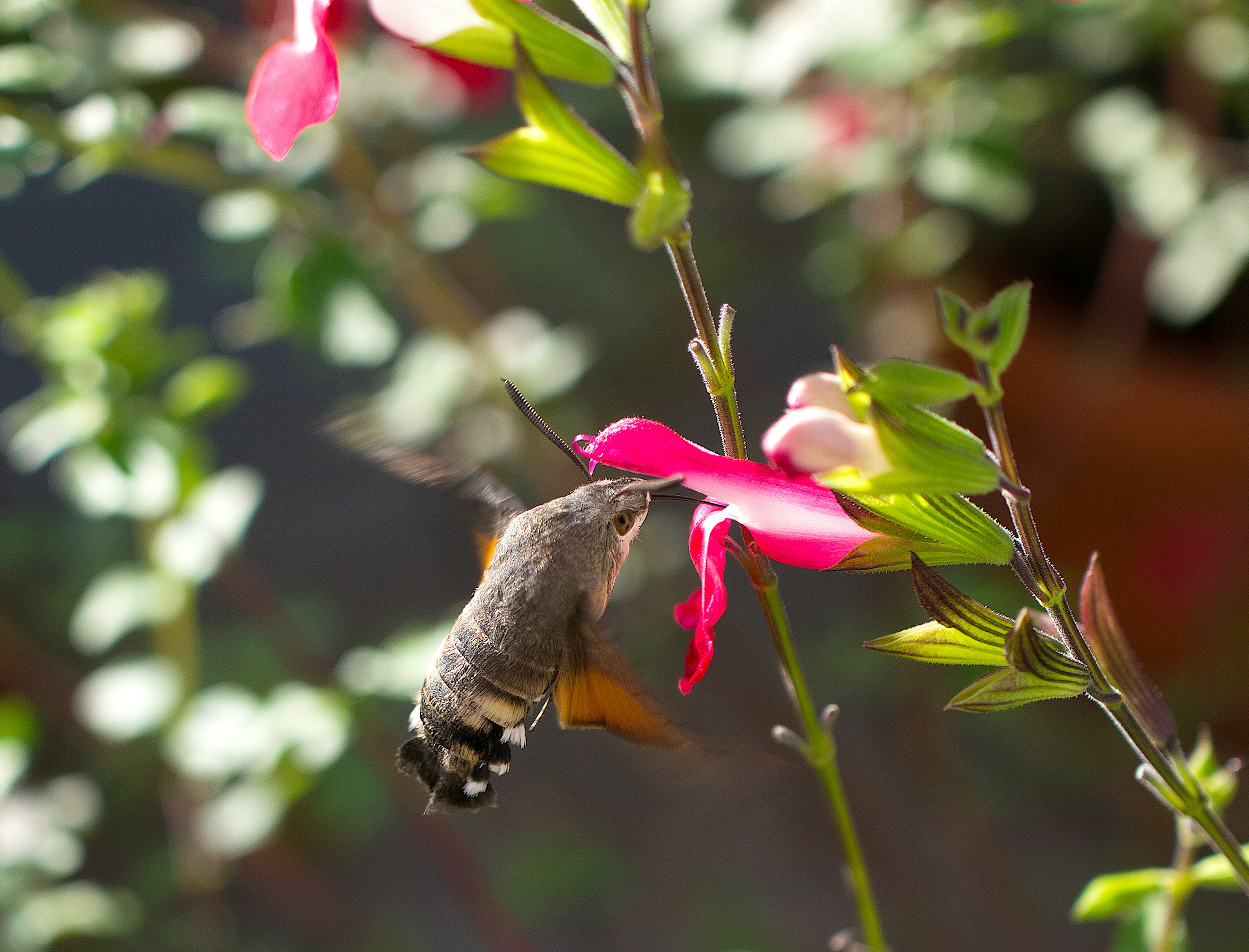 Photo by tigerwillnur