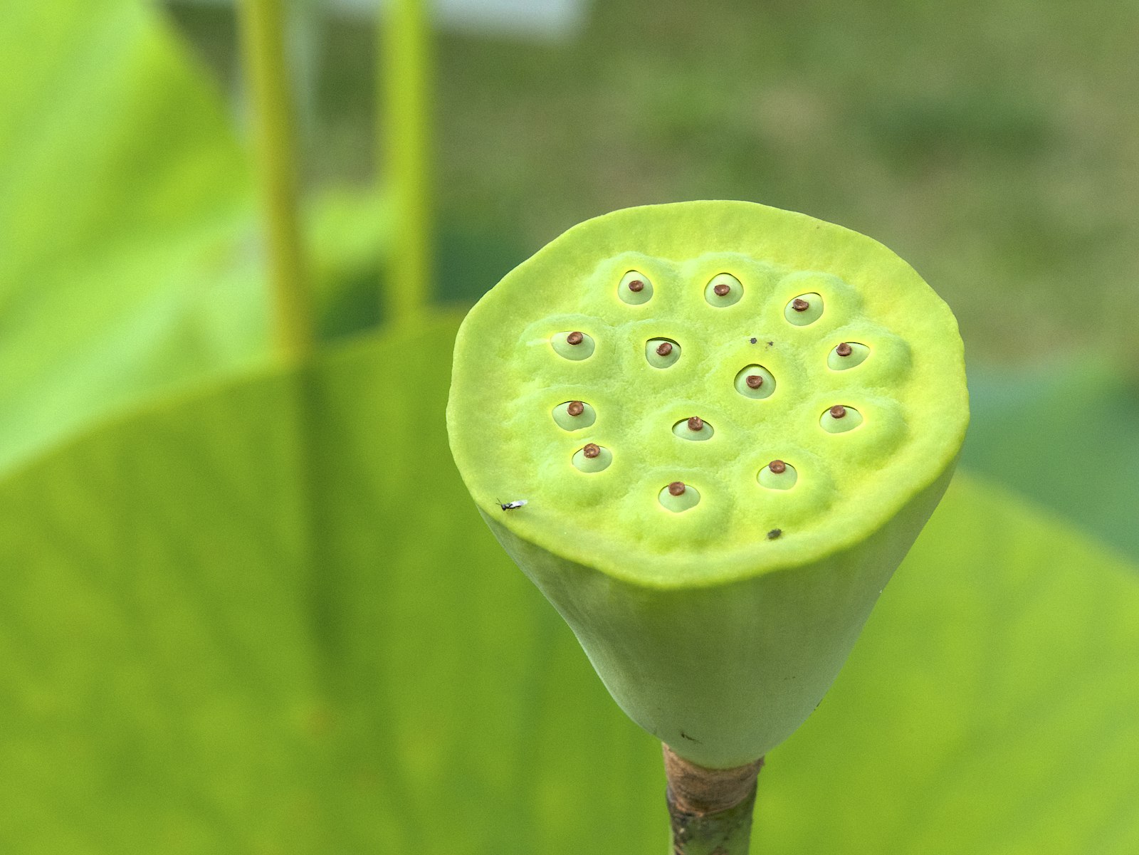 A lotus seed pod with its seeds visible, the raw form makhana comes from