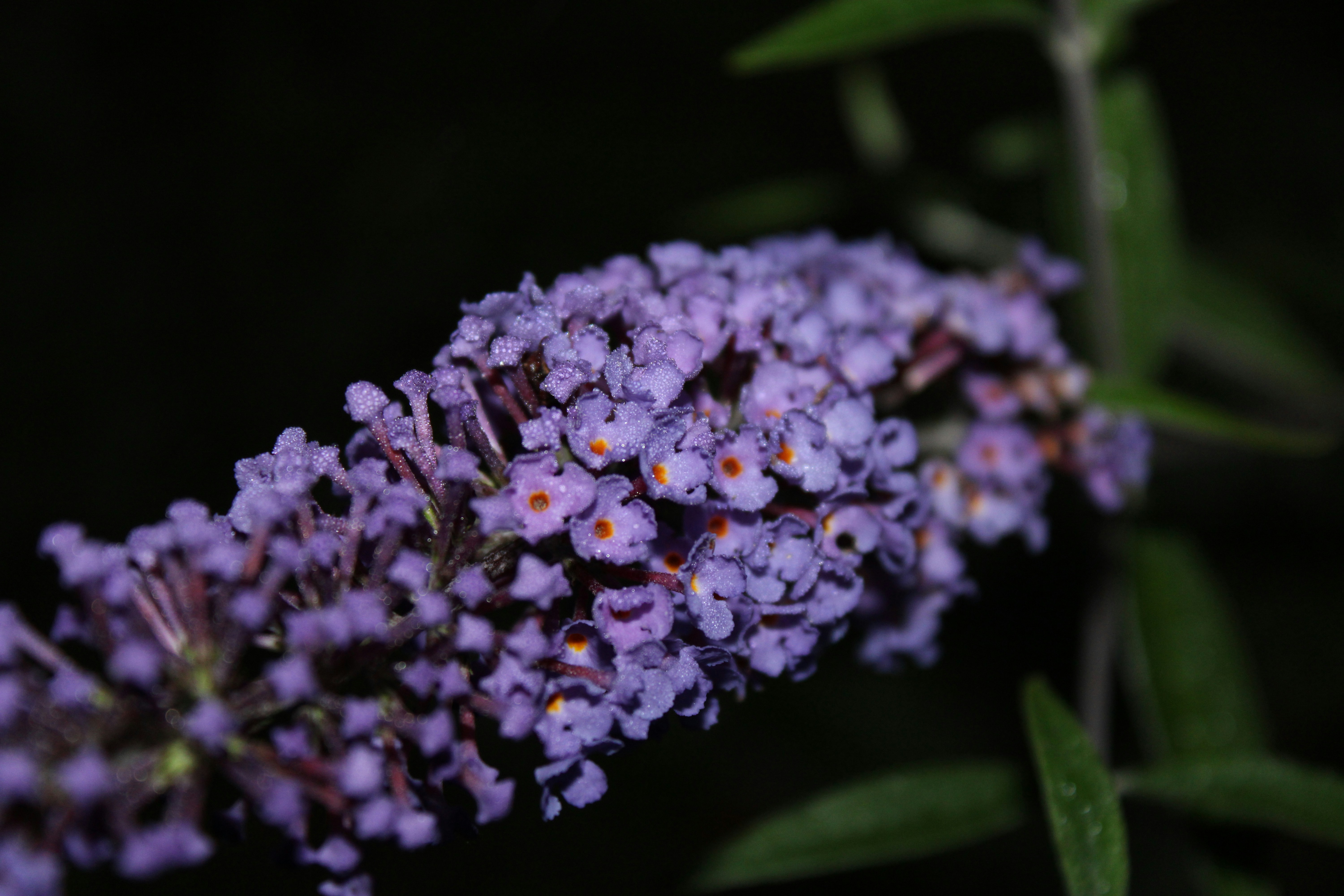 Photo by veronicapotter