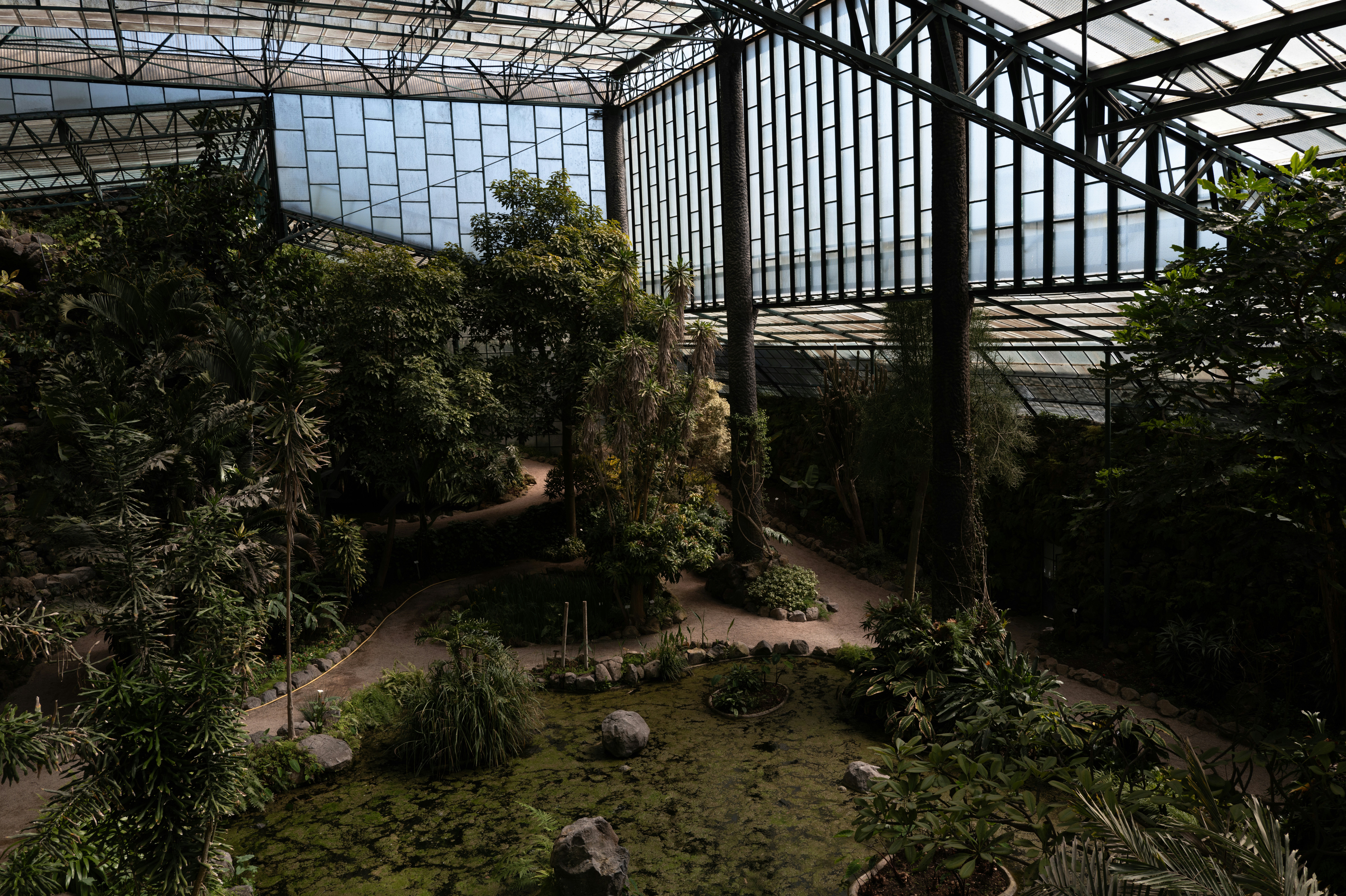 Une serre luxuriante abrite de nombreux arbres.