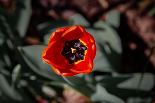 A vibrant red tulip blooming in sunlight
