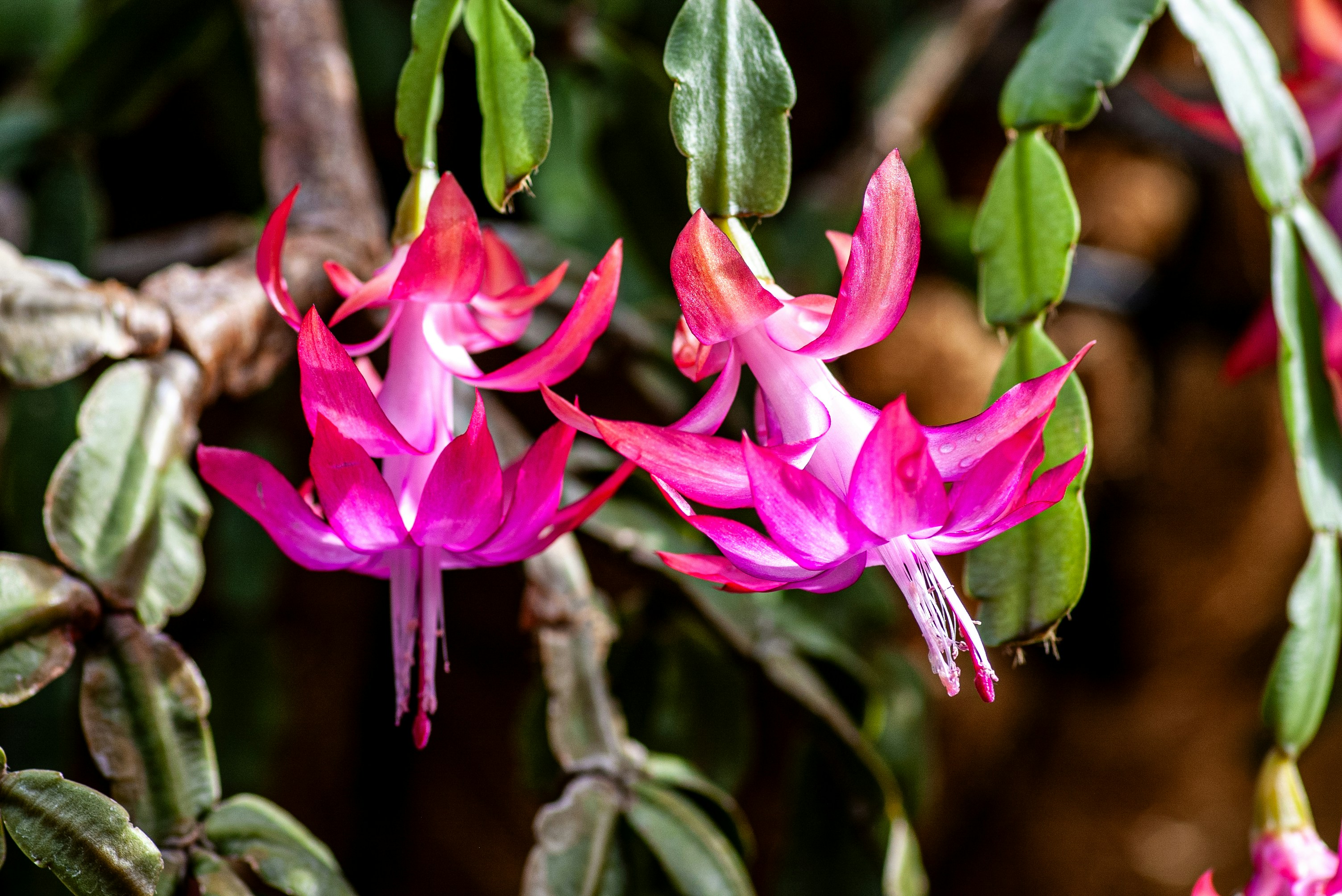 Bright pink christmas cactus flowers bloom beautifully.