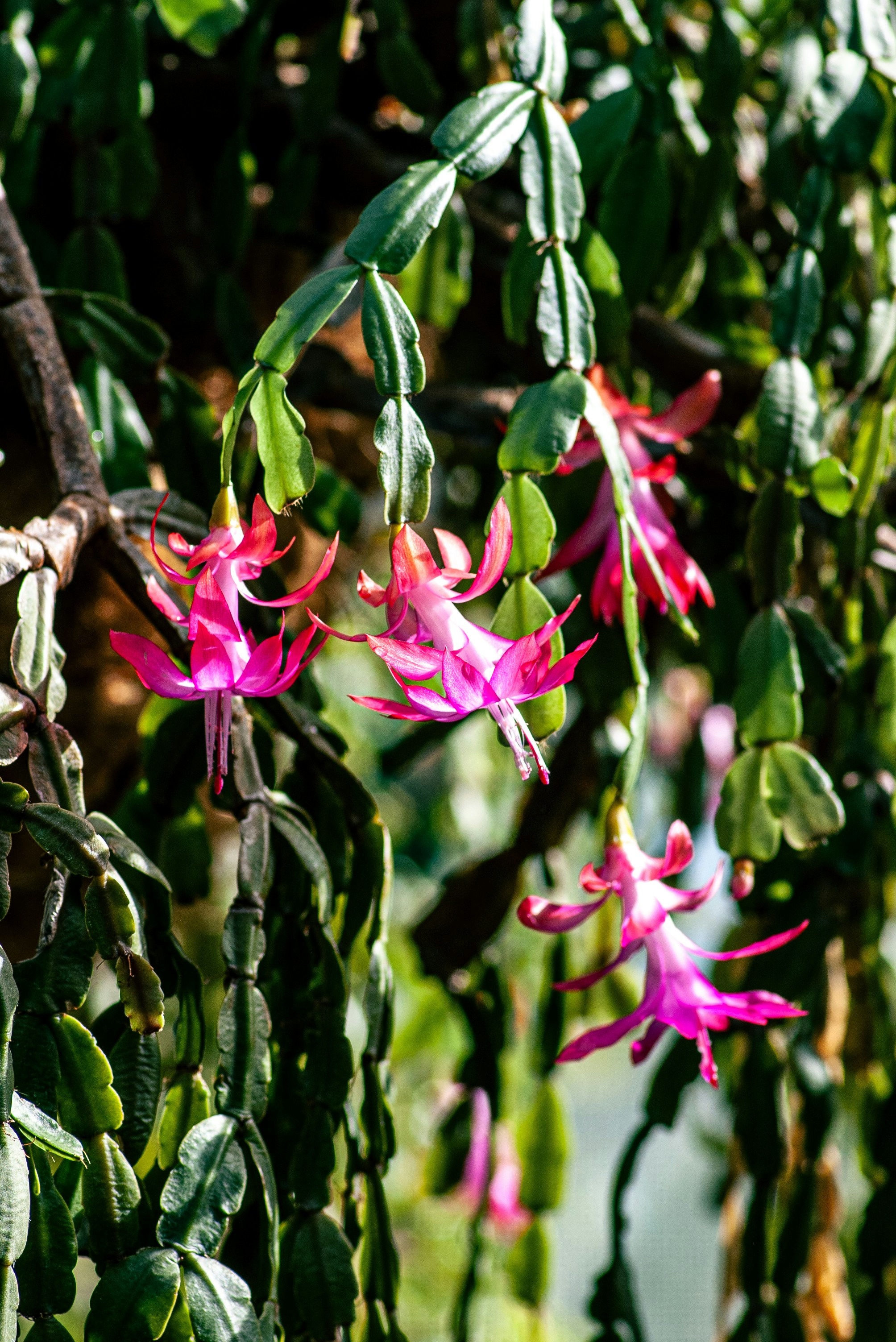 Las flores rosadas florecen en un cactus de Navidad. foto – Imagen de Flores  gratuita en Unsplash, image size:3000x4494