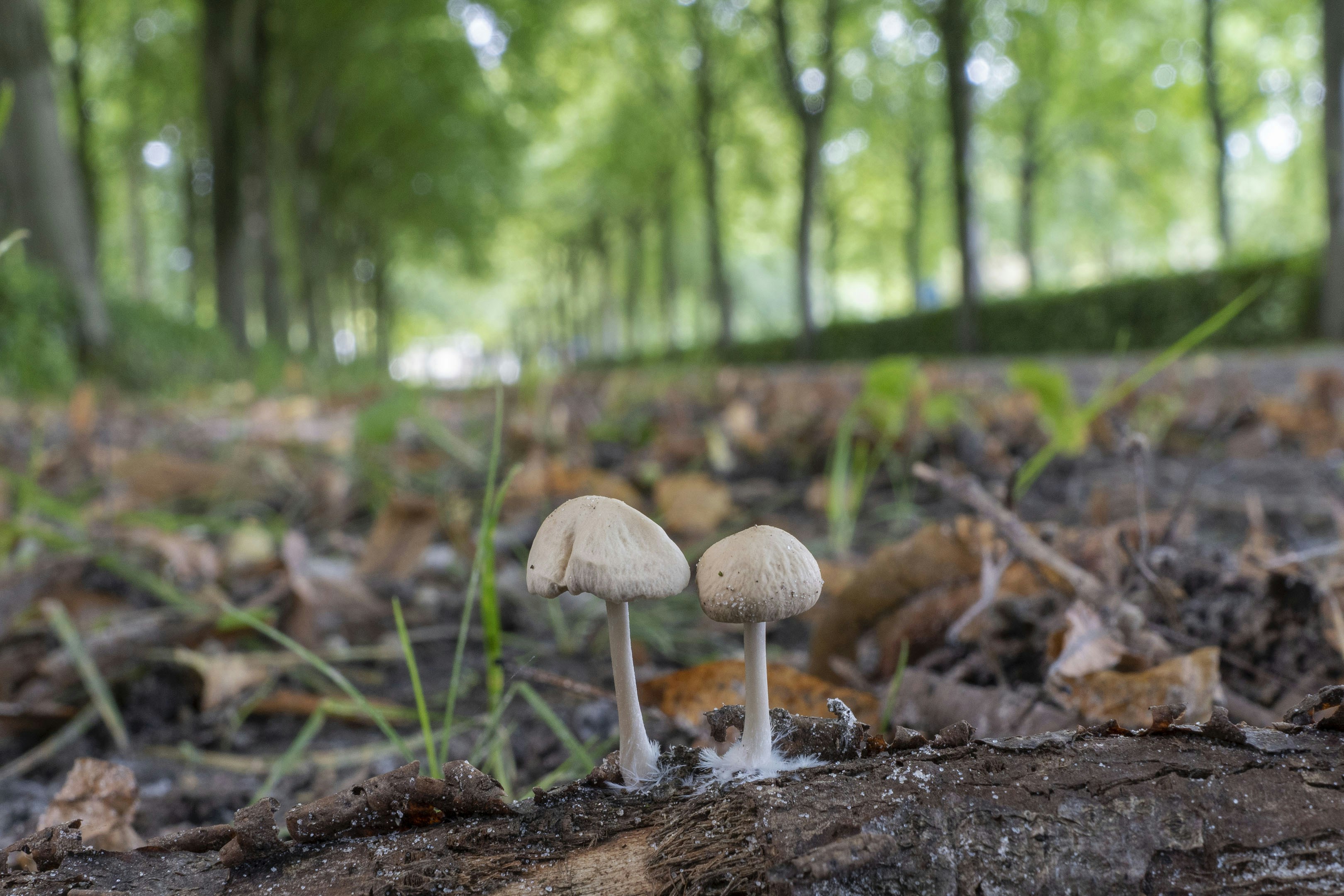 Mushrooms grow on a log in a forest.