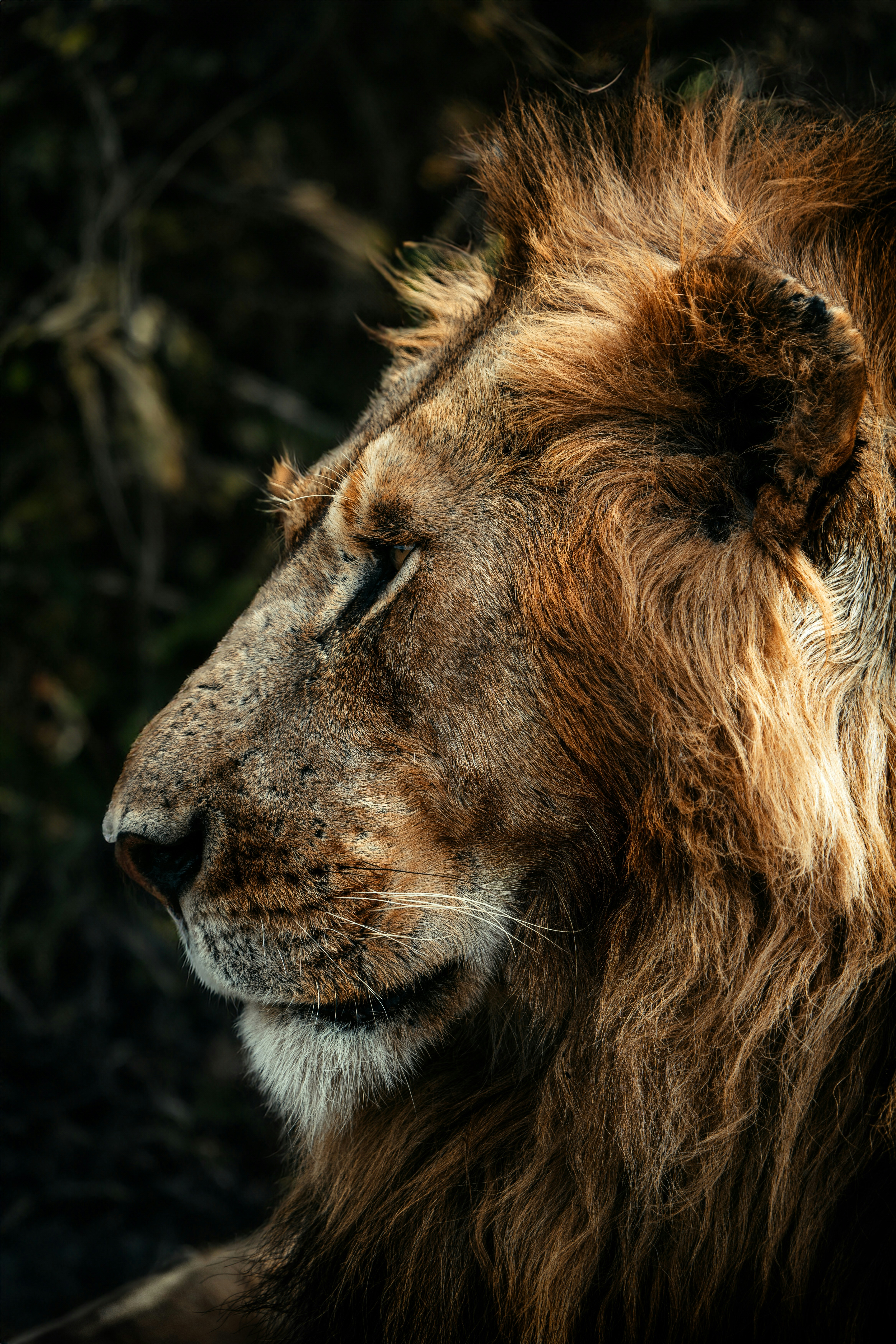 A lion is posing with a dark background.