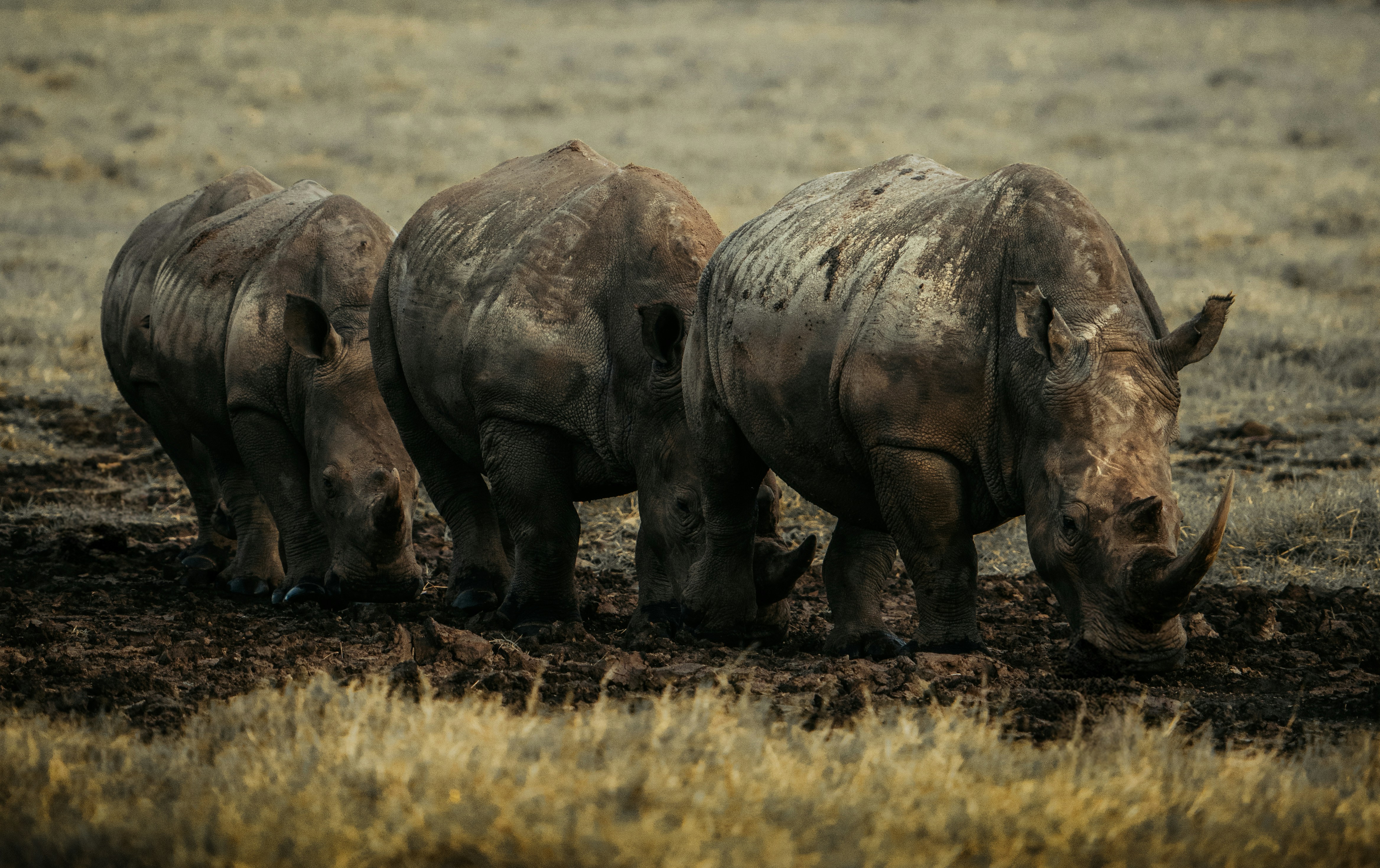 Nakuru, Kenya - None