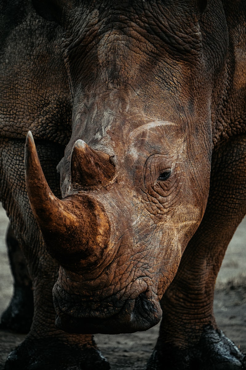 Rinoceronte en primer plano