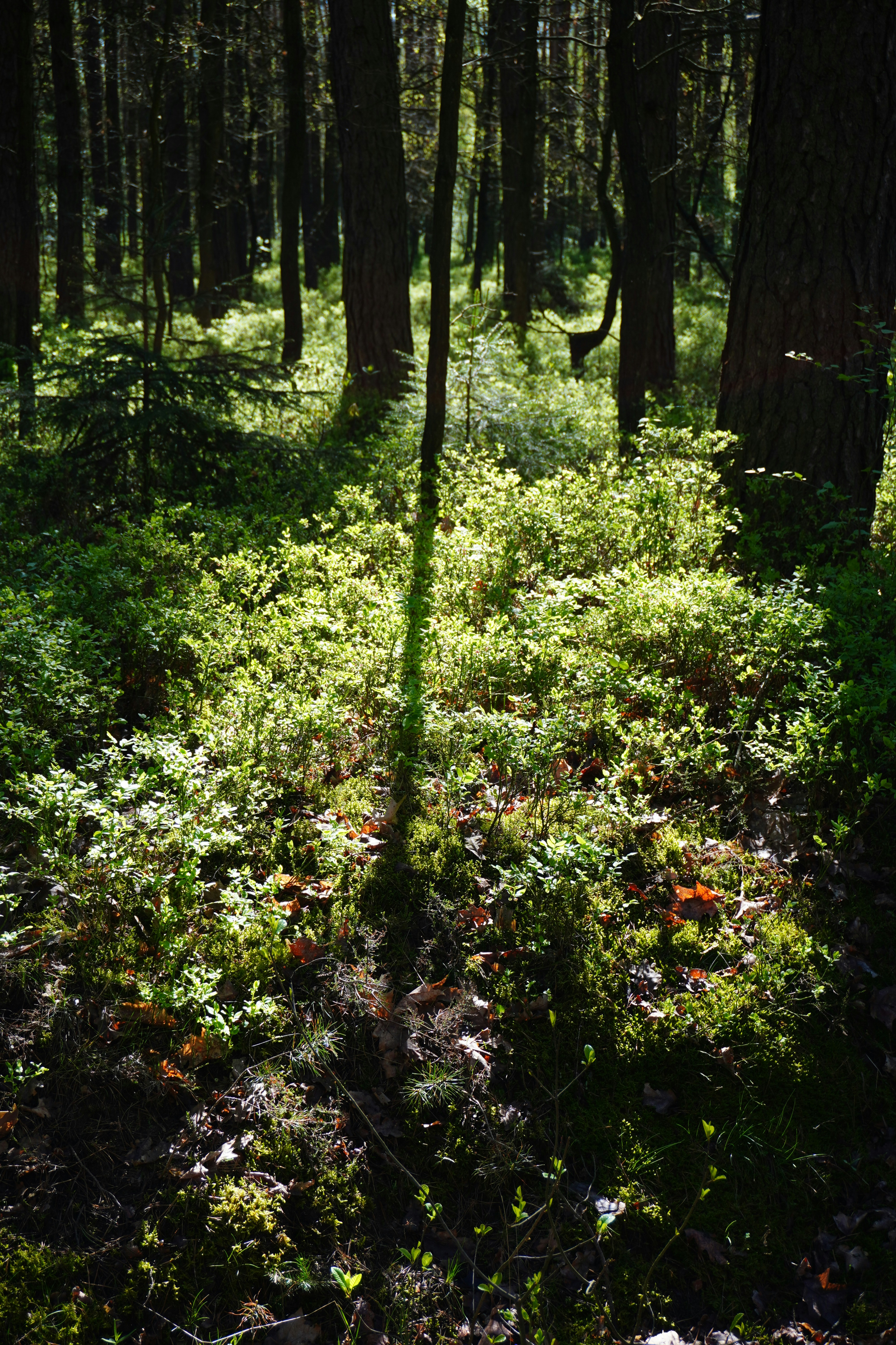 Shadows stretch across the sunlit forest floor.