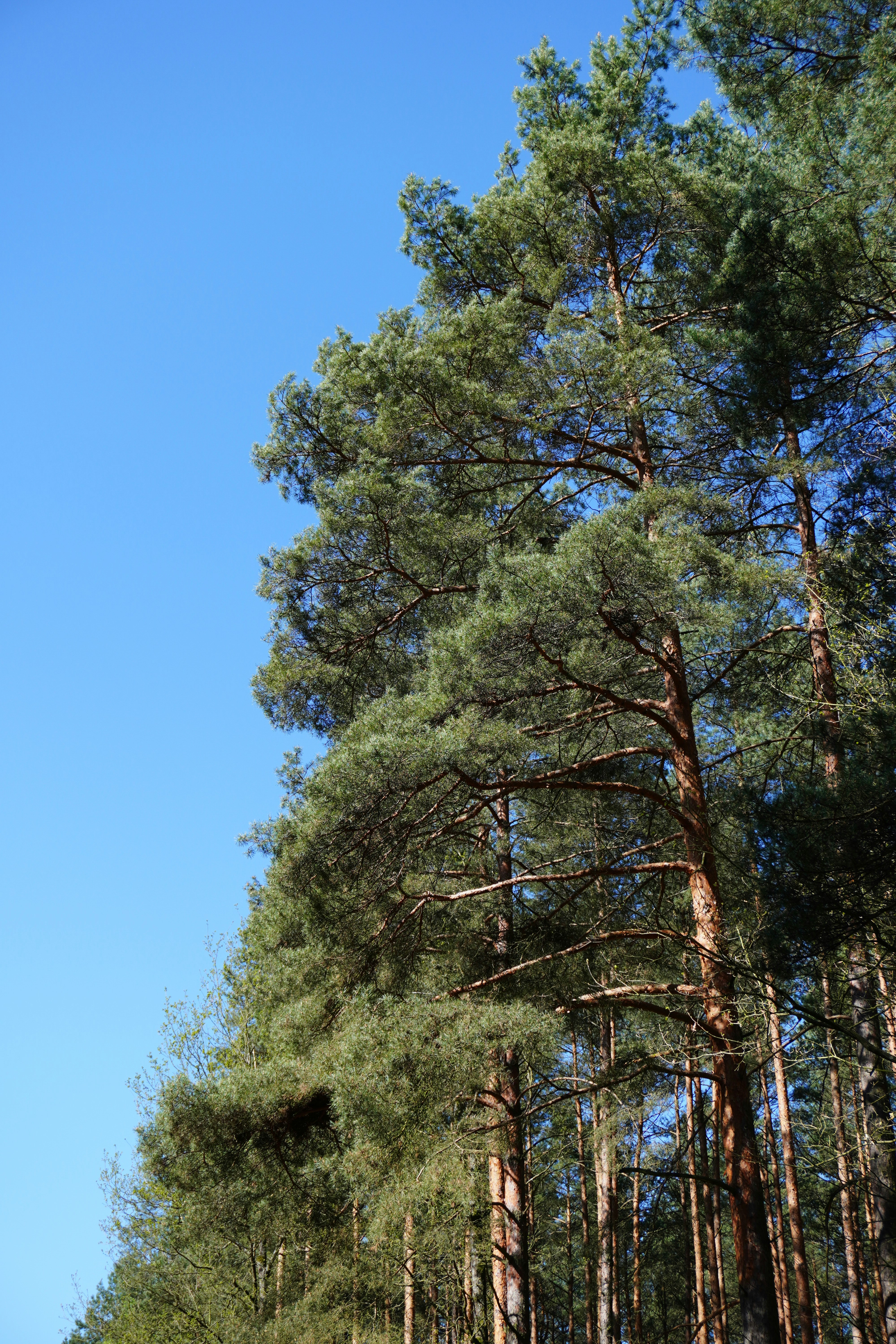 Trees reach high against a vibrant blue sky.