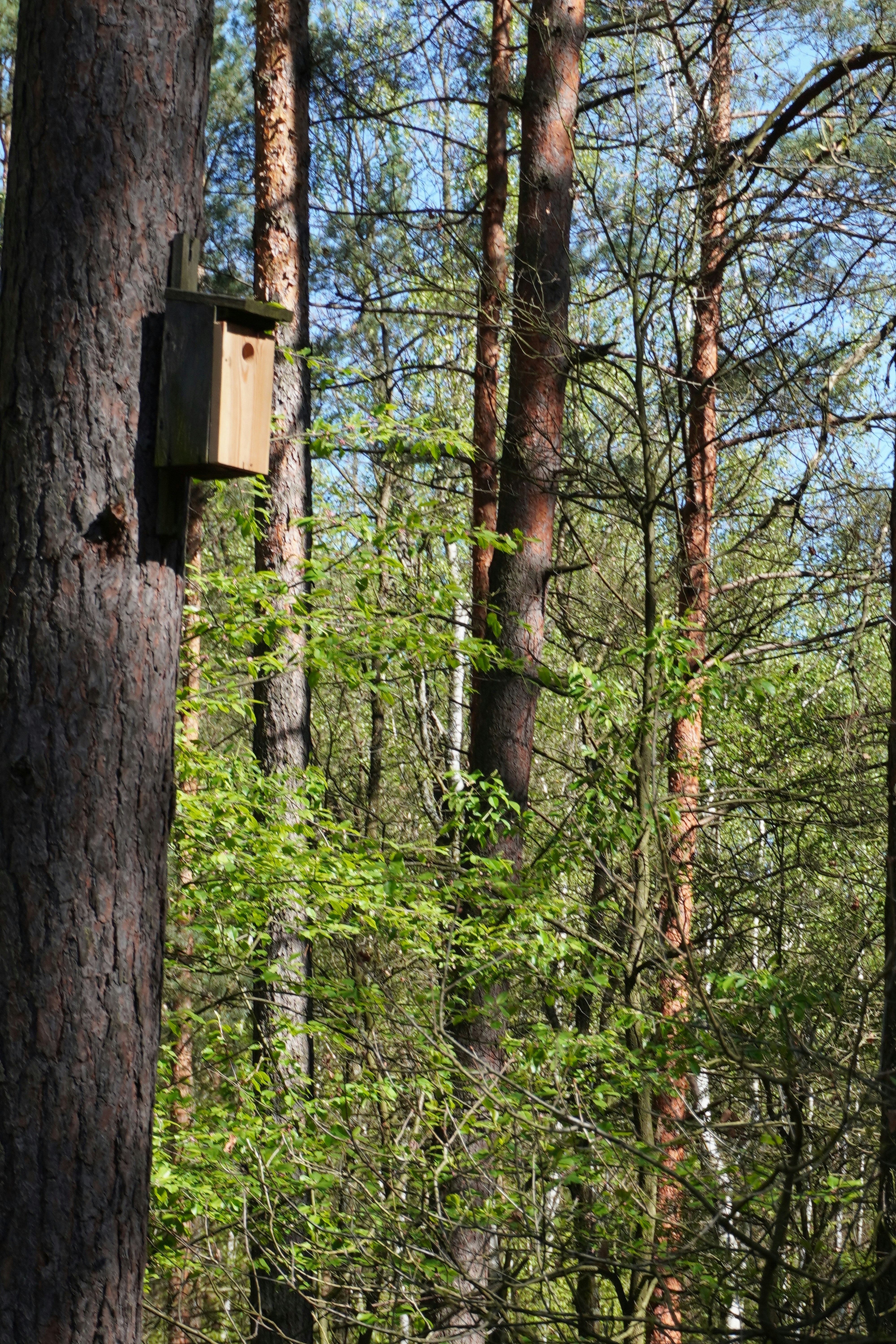 Acoustic Monitoring: Listening to the Language of the Wild (image credits: unsplash)