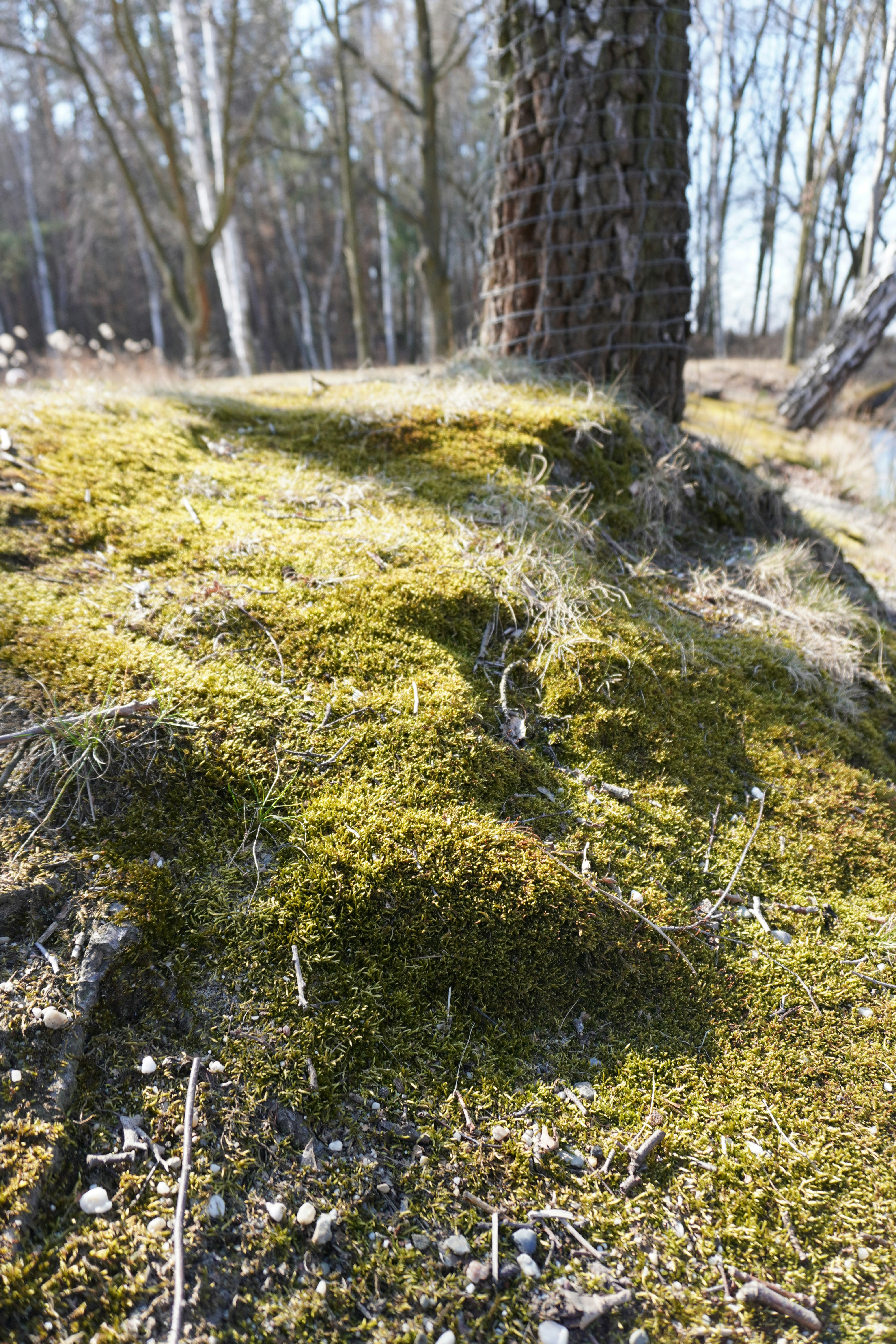Moss: The First Colonists of Dry Land (image credits: unsplash)