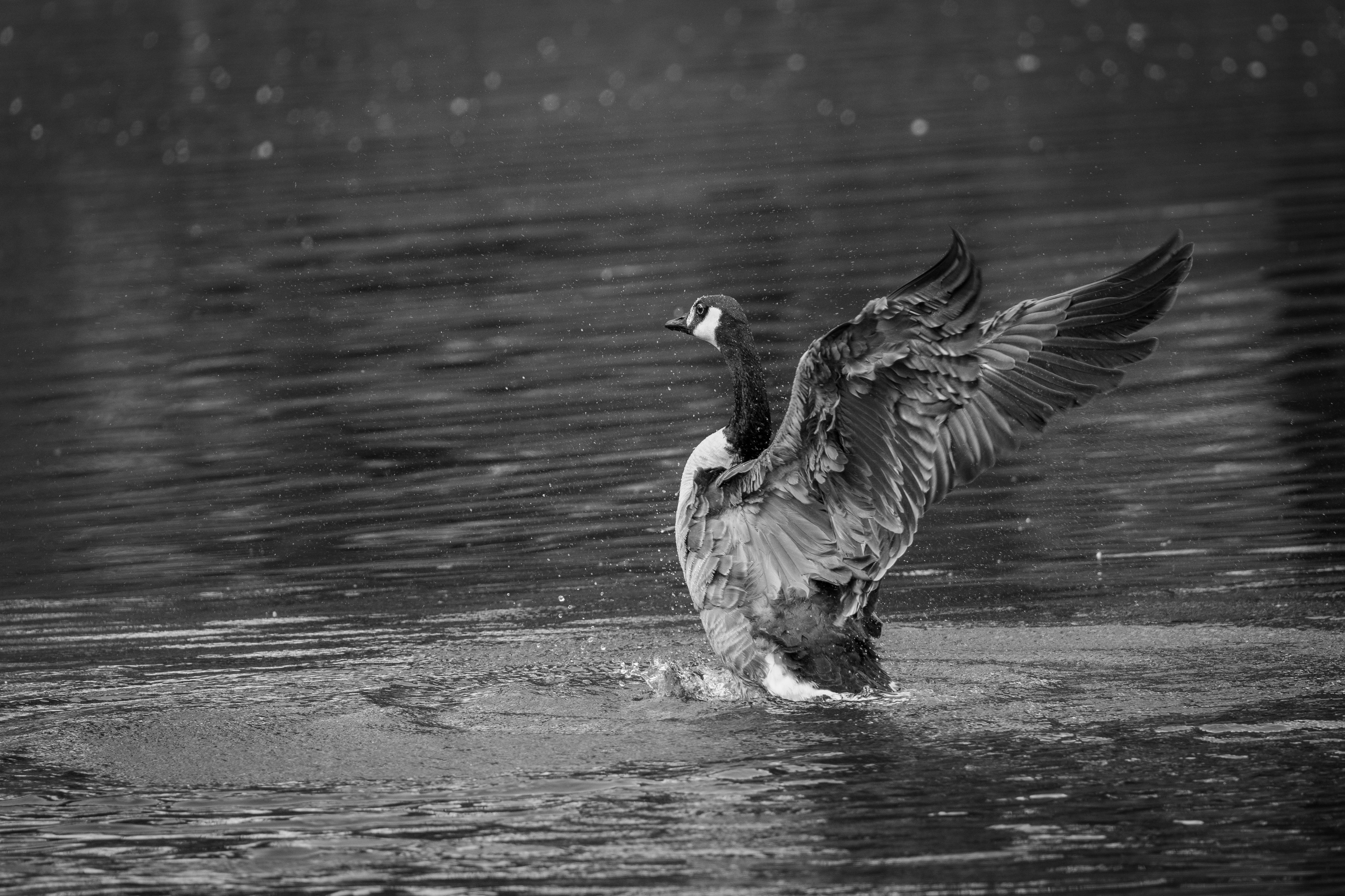 Photo by robertschwarz
