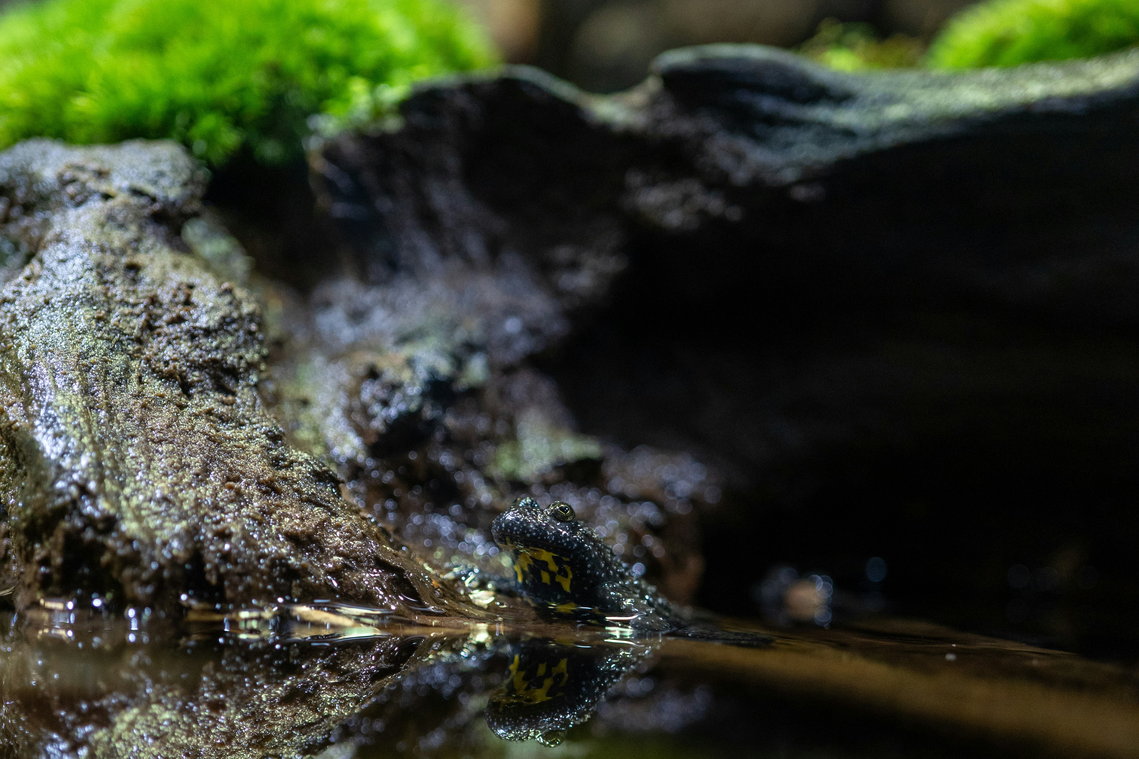 Photo by robertschwarz