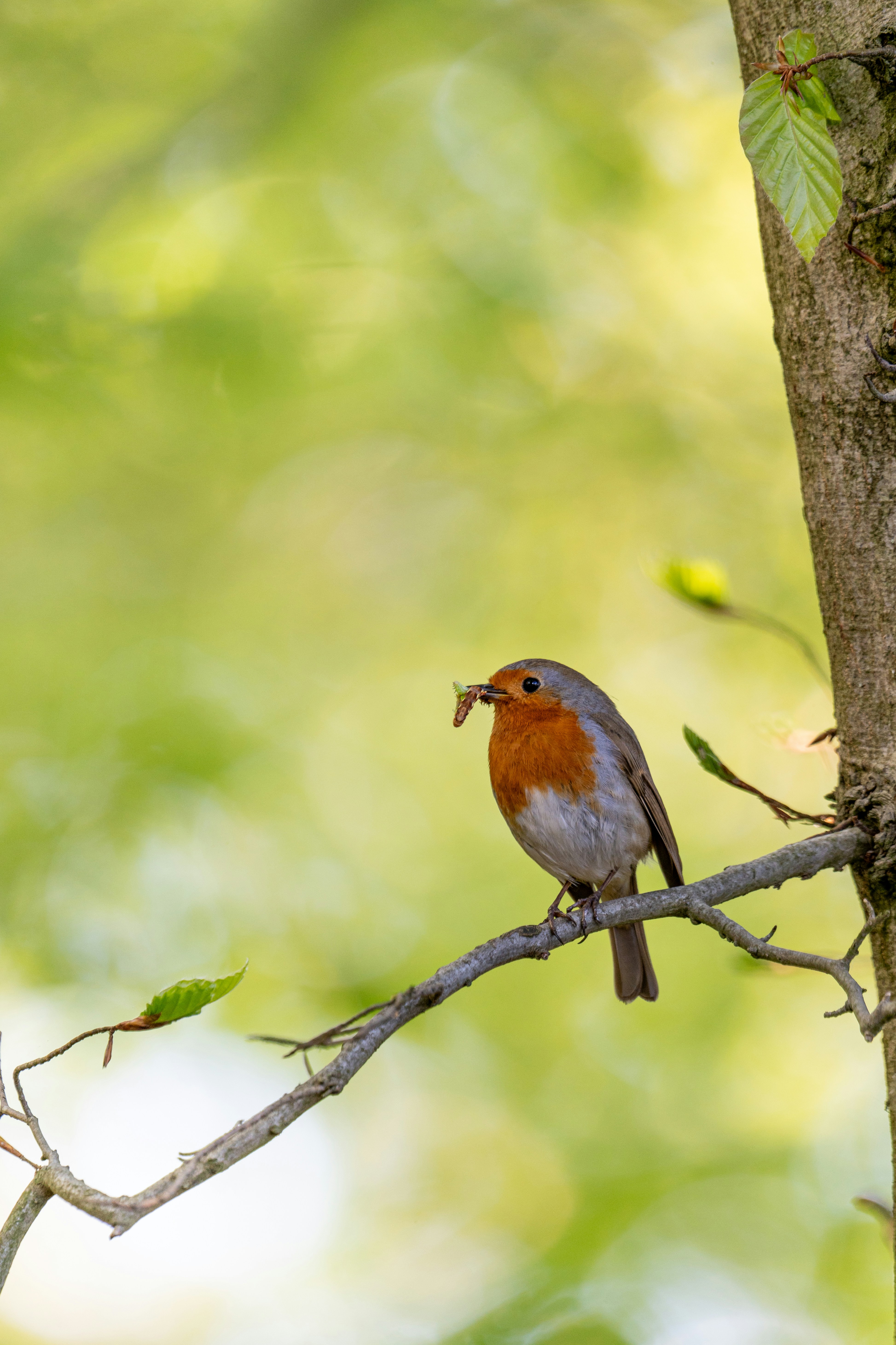 Photo by robertschwarz