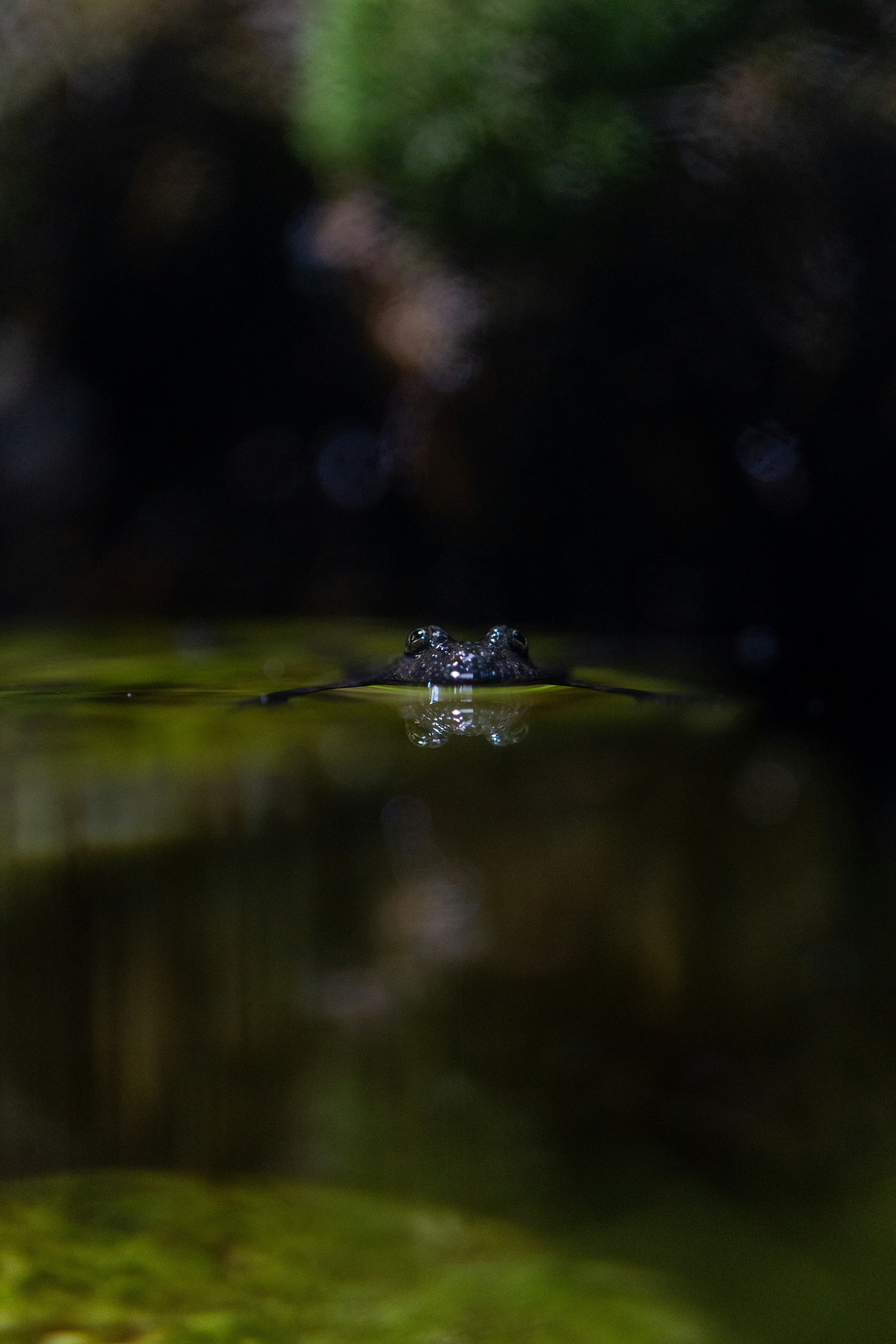 Photo by robertschwarz