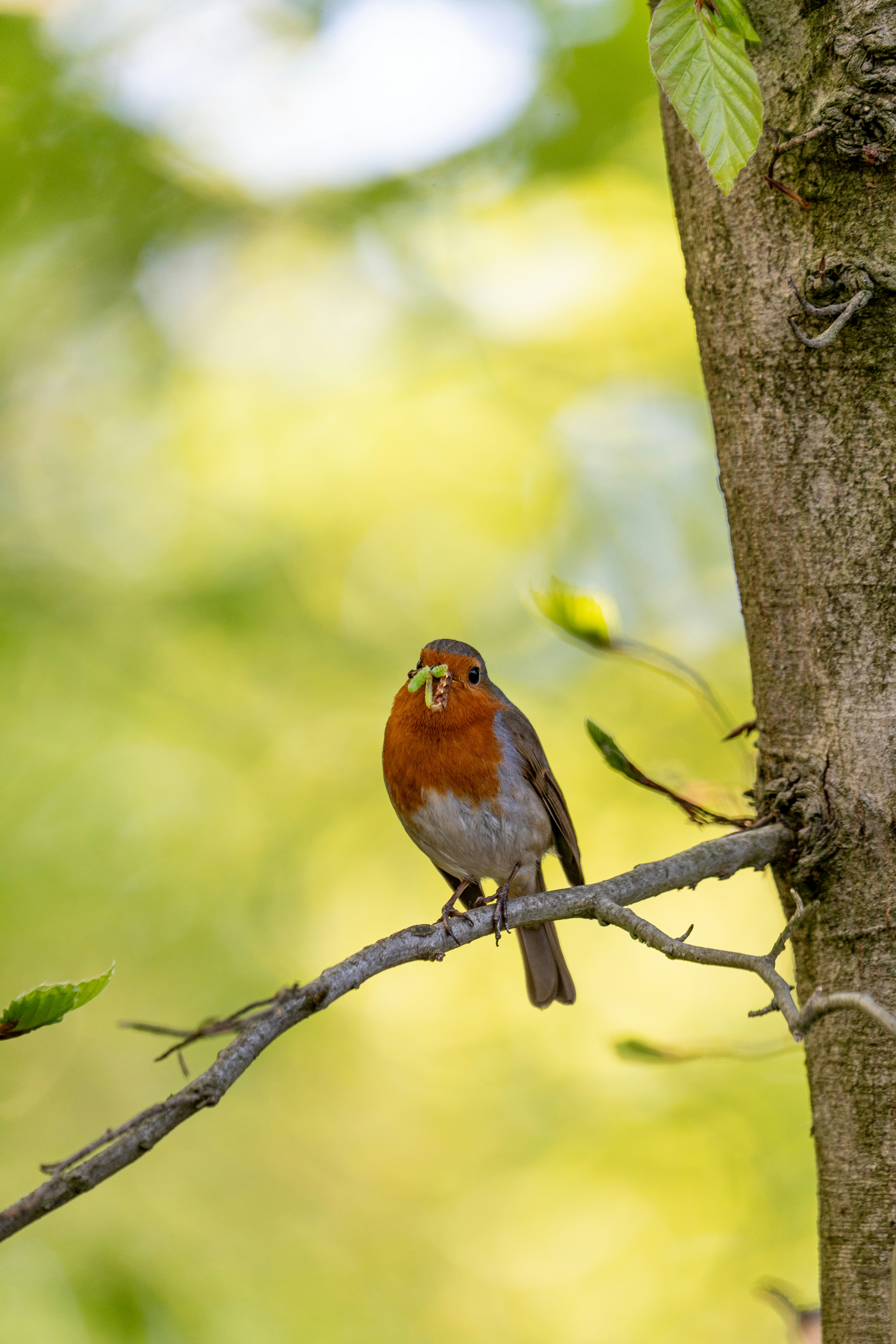 Photo by robertschwarz