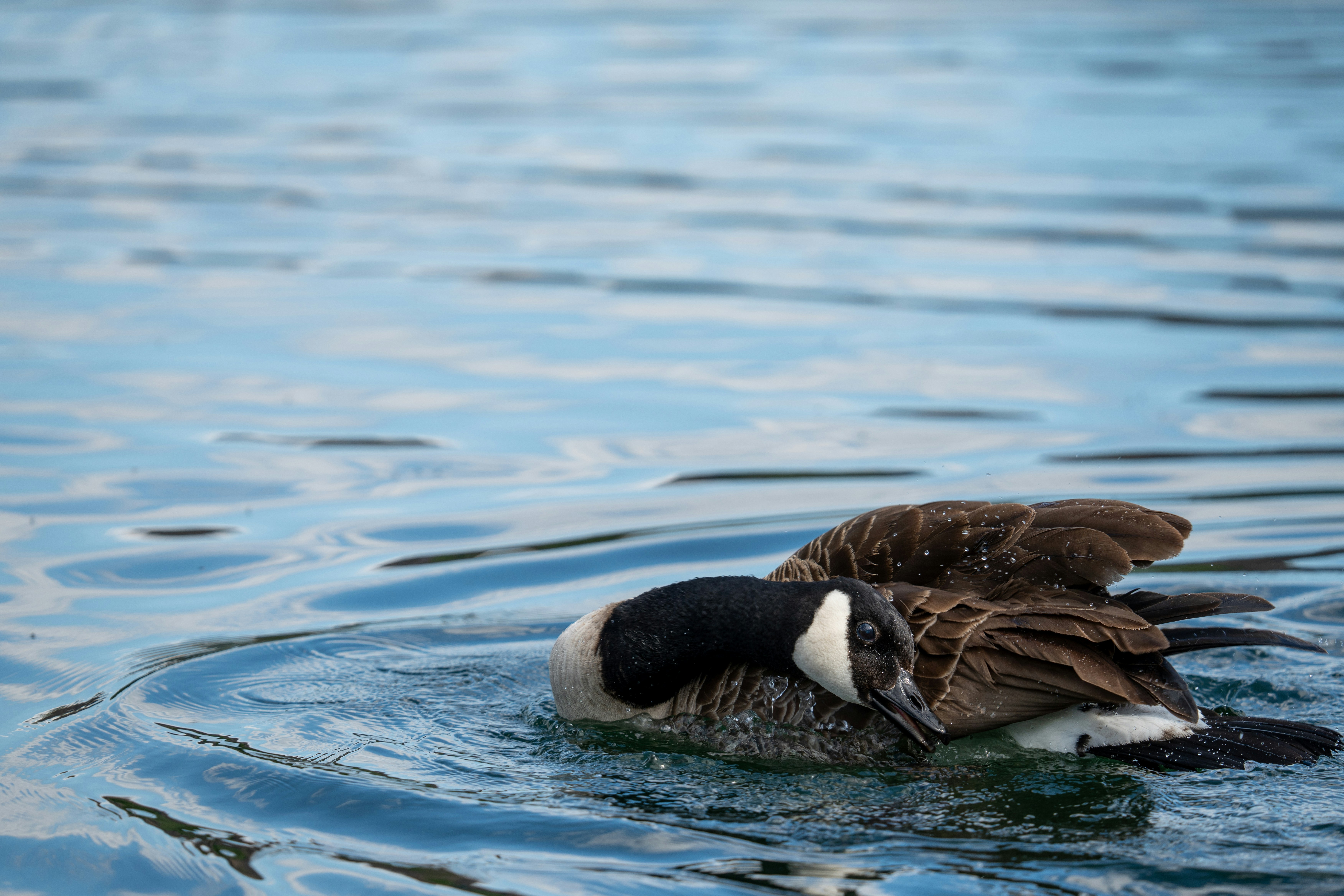 Photo by robertschwarz