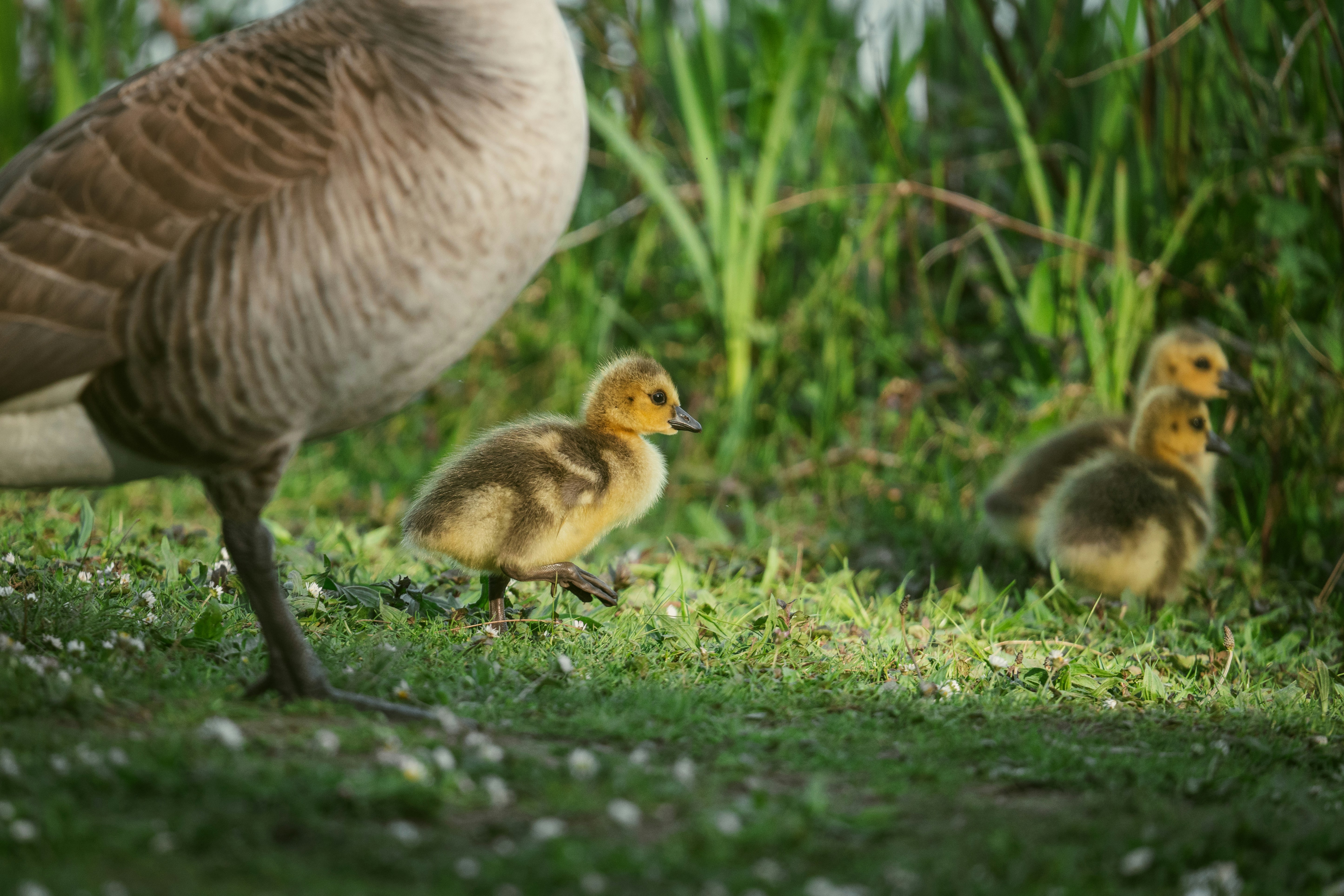 Photo by robertschwarz