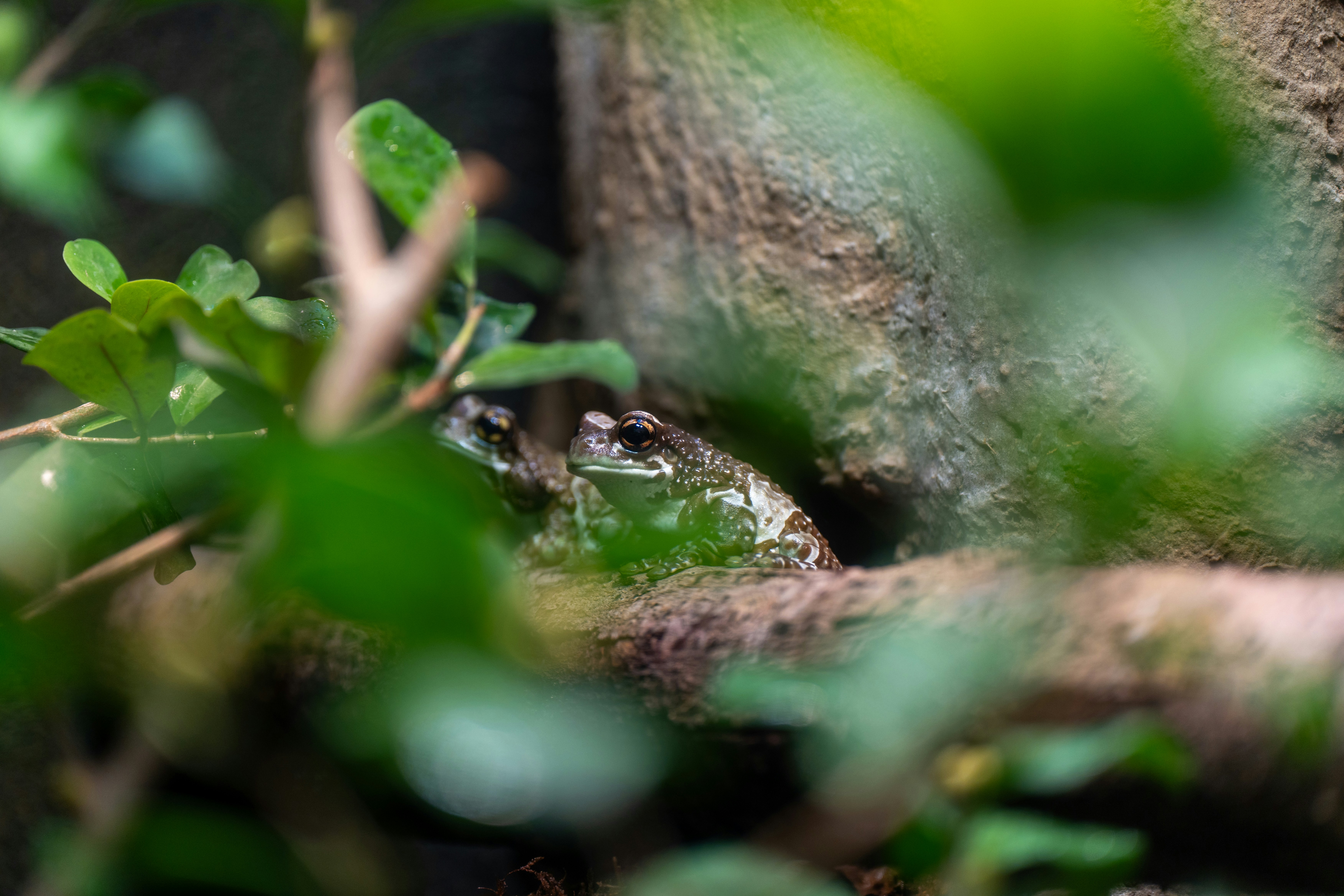 Photo by robertschwarz