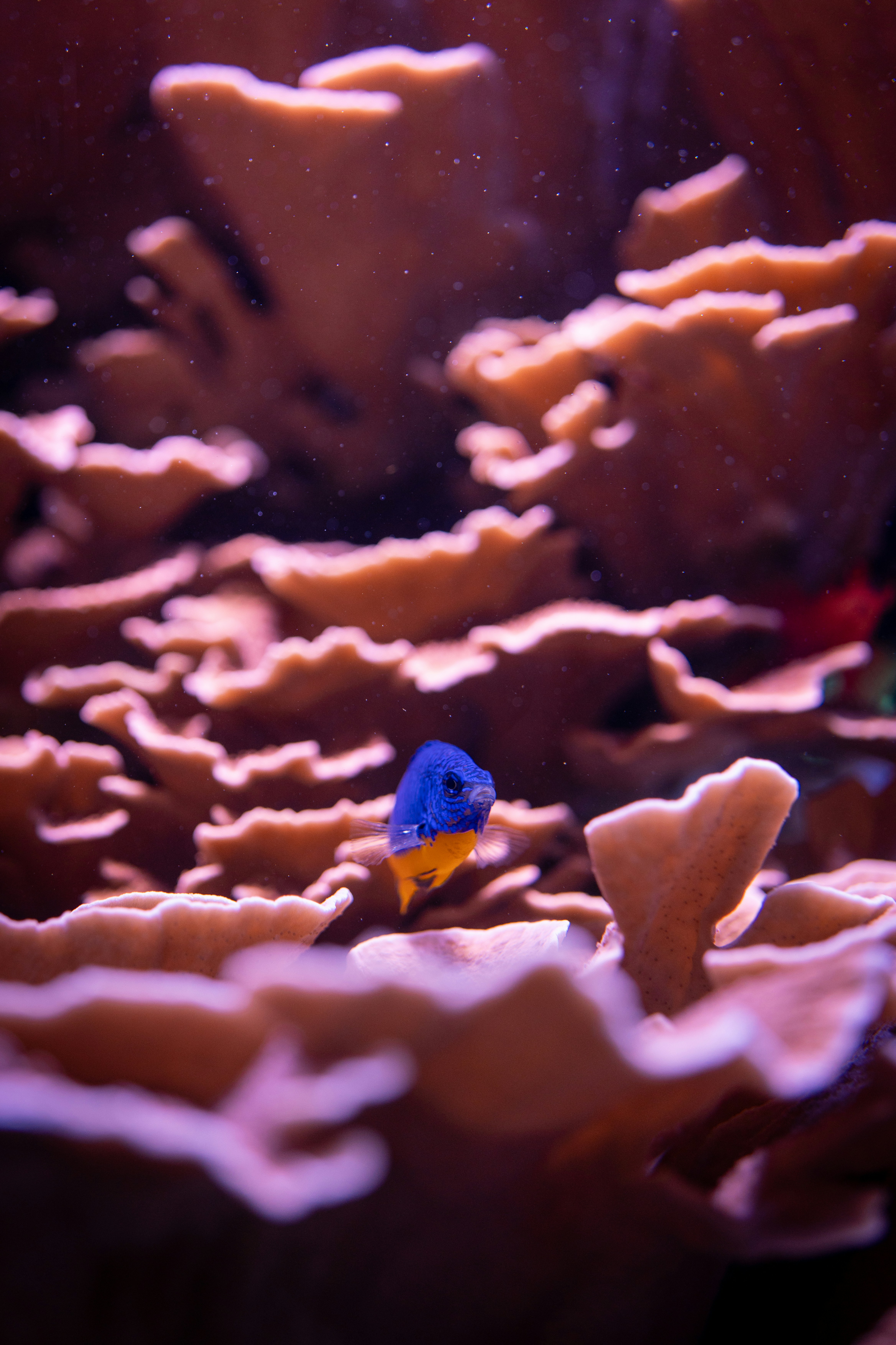 Photo by robertschwarz