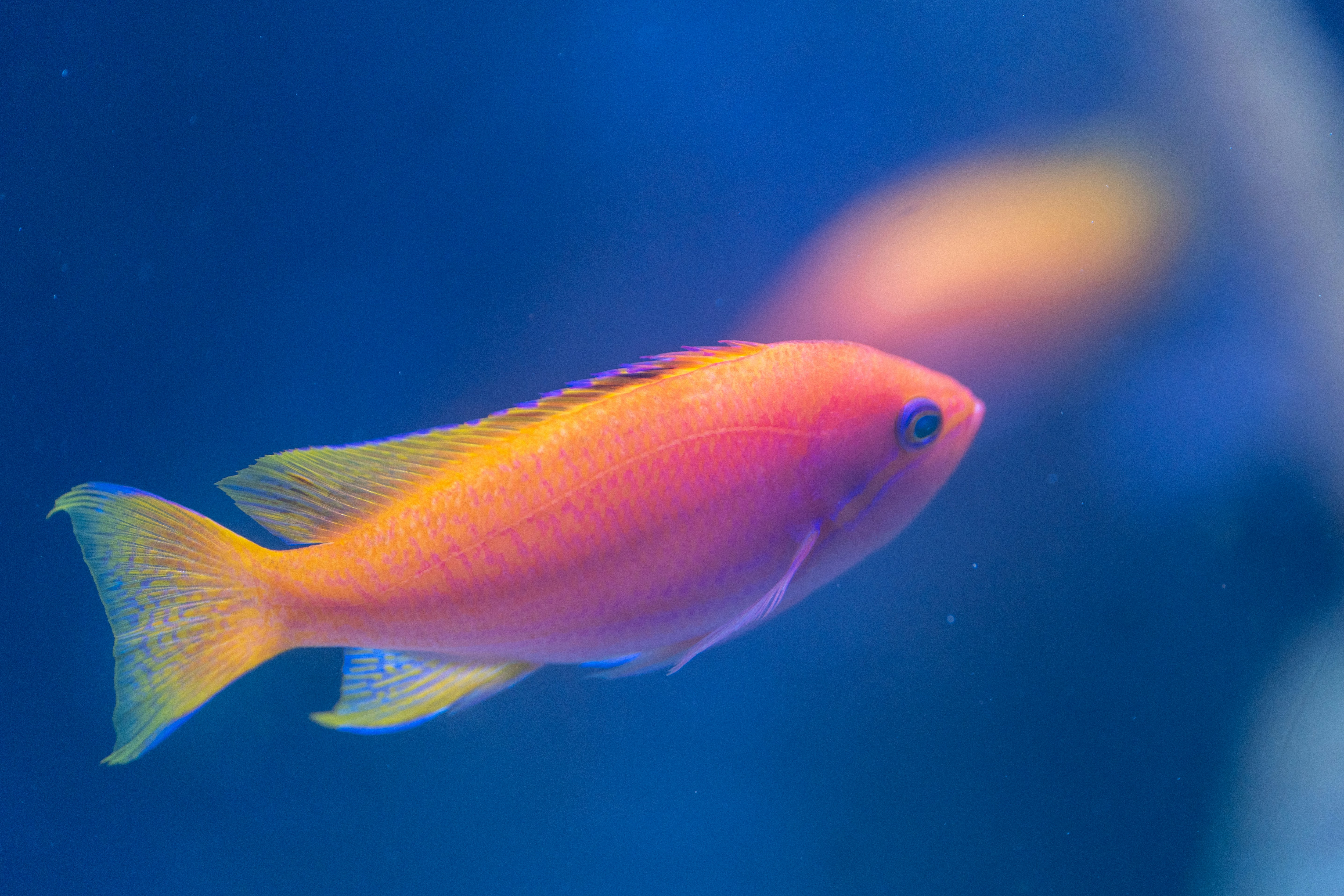 Photo by robertschwarz