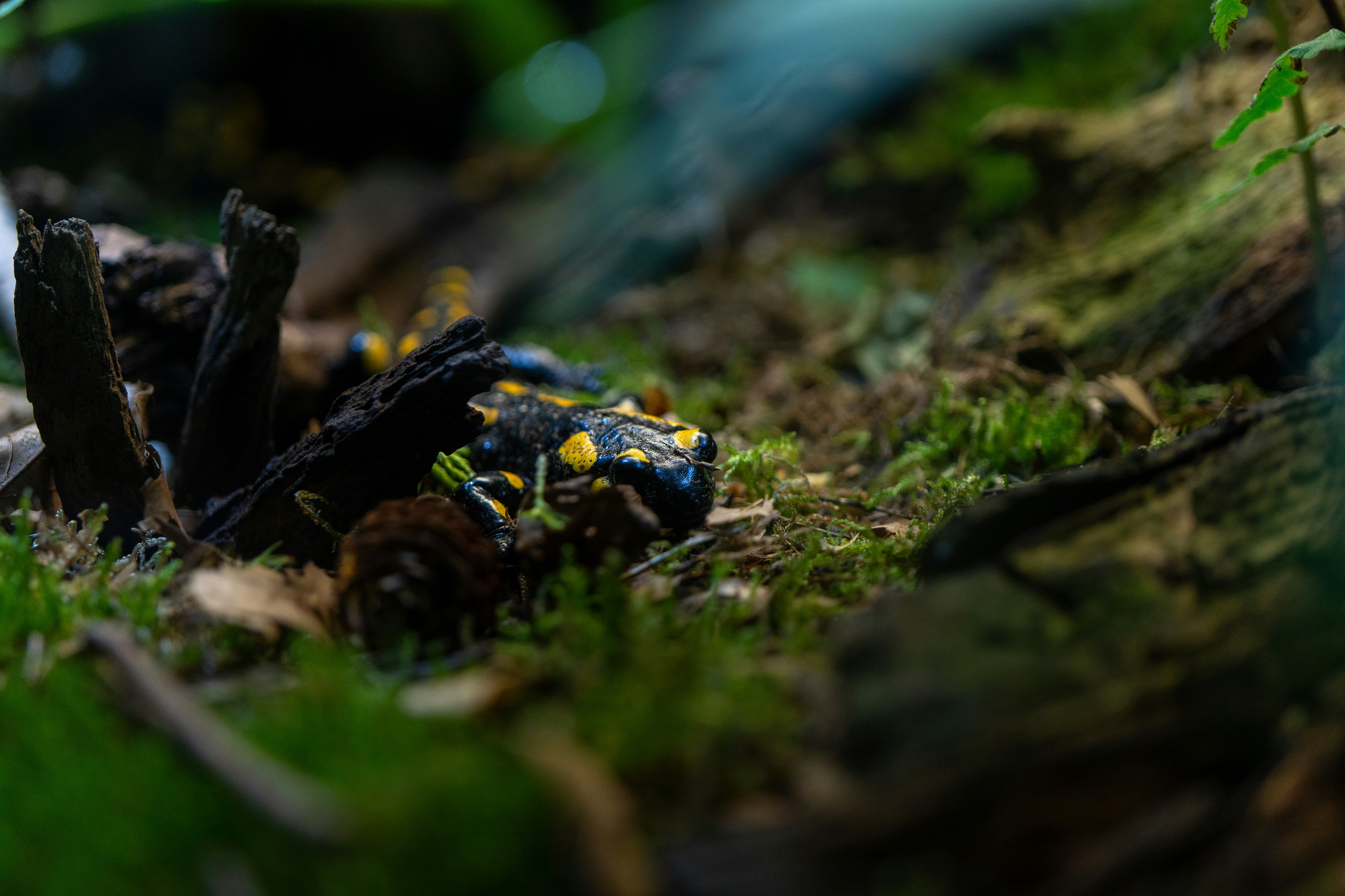 Photo by robertschwarz