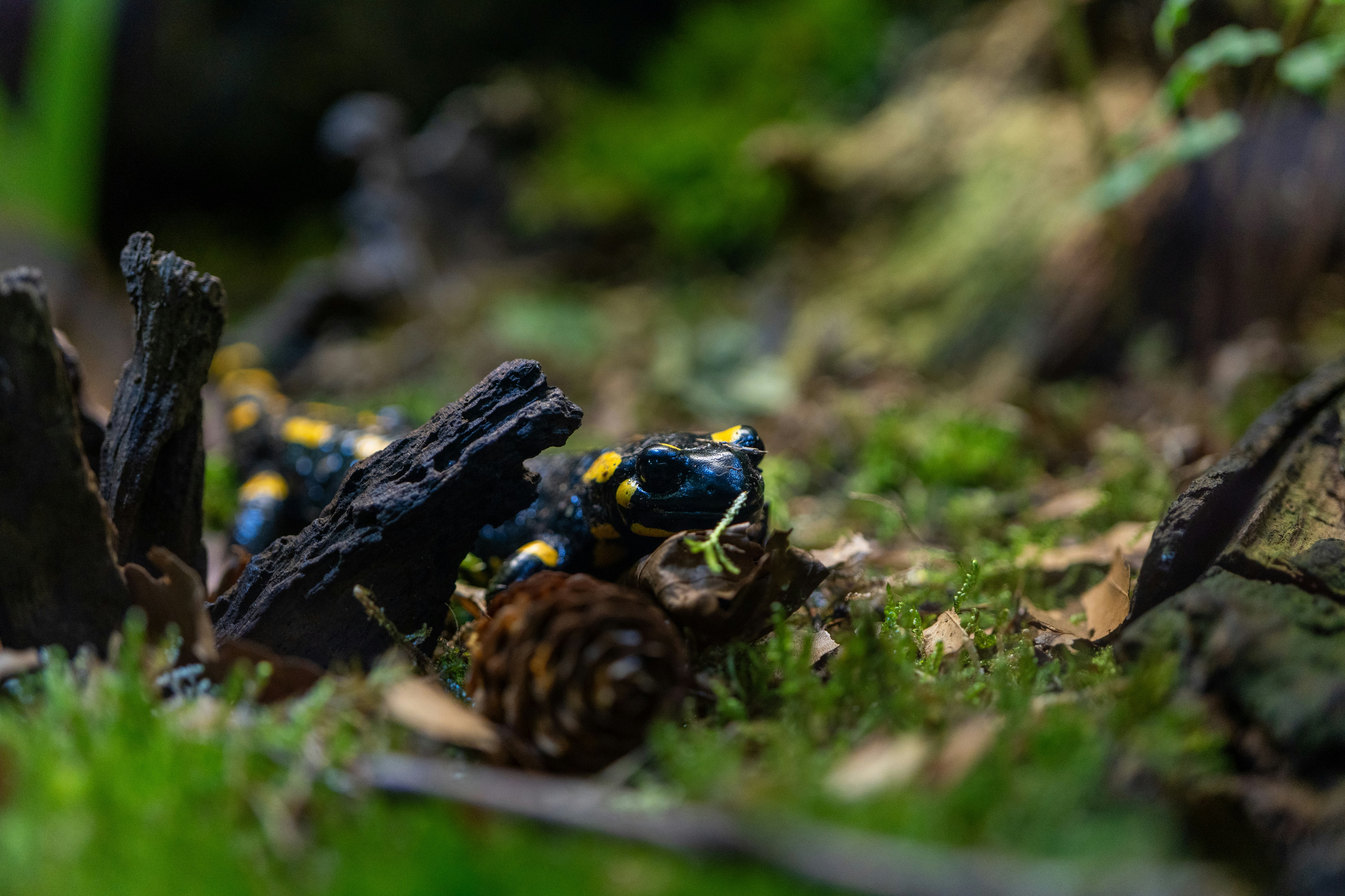 Photo by robertschwarz