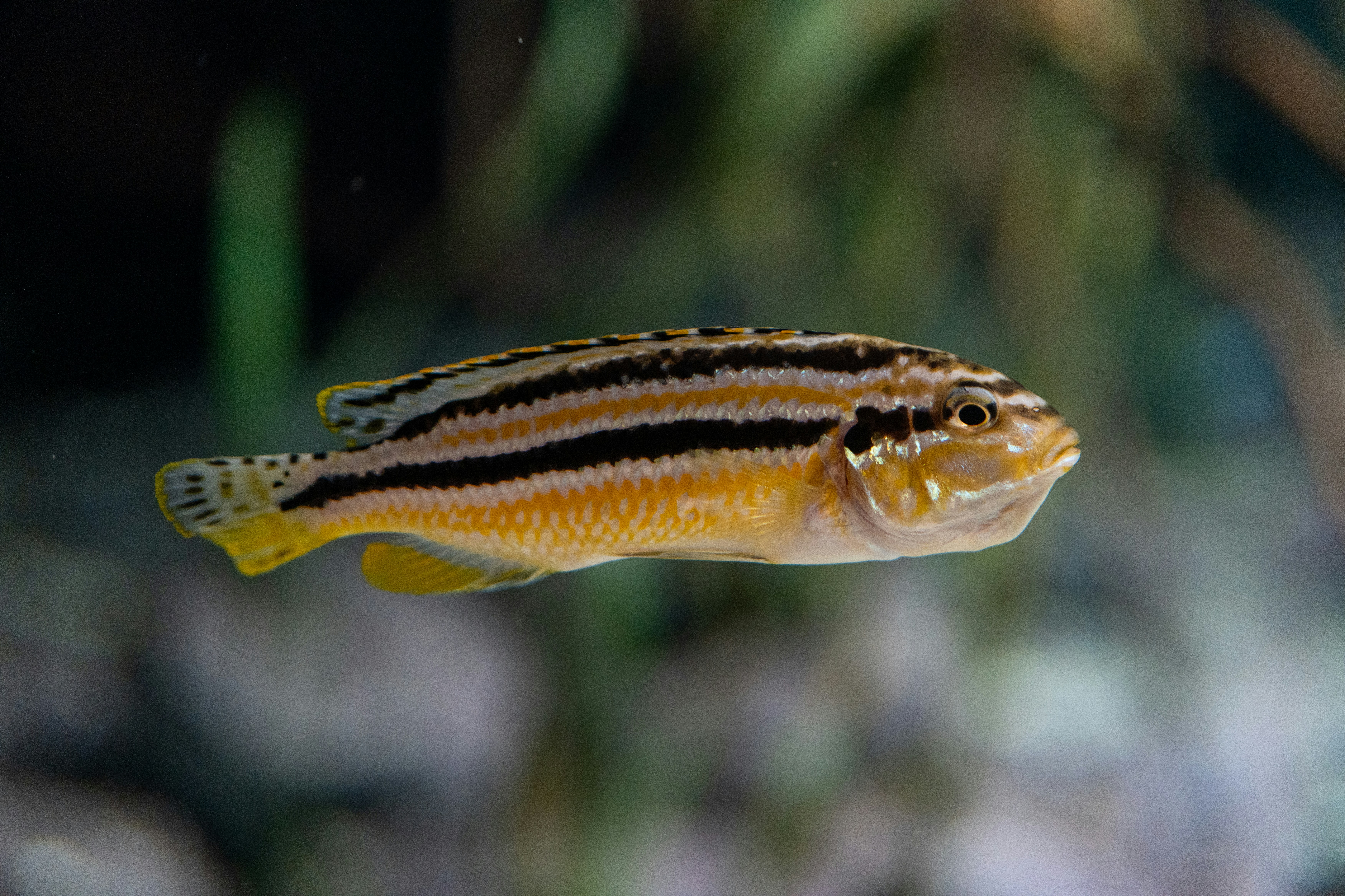 Photo by robertschwarz