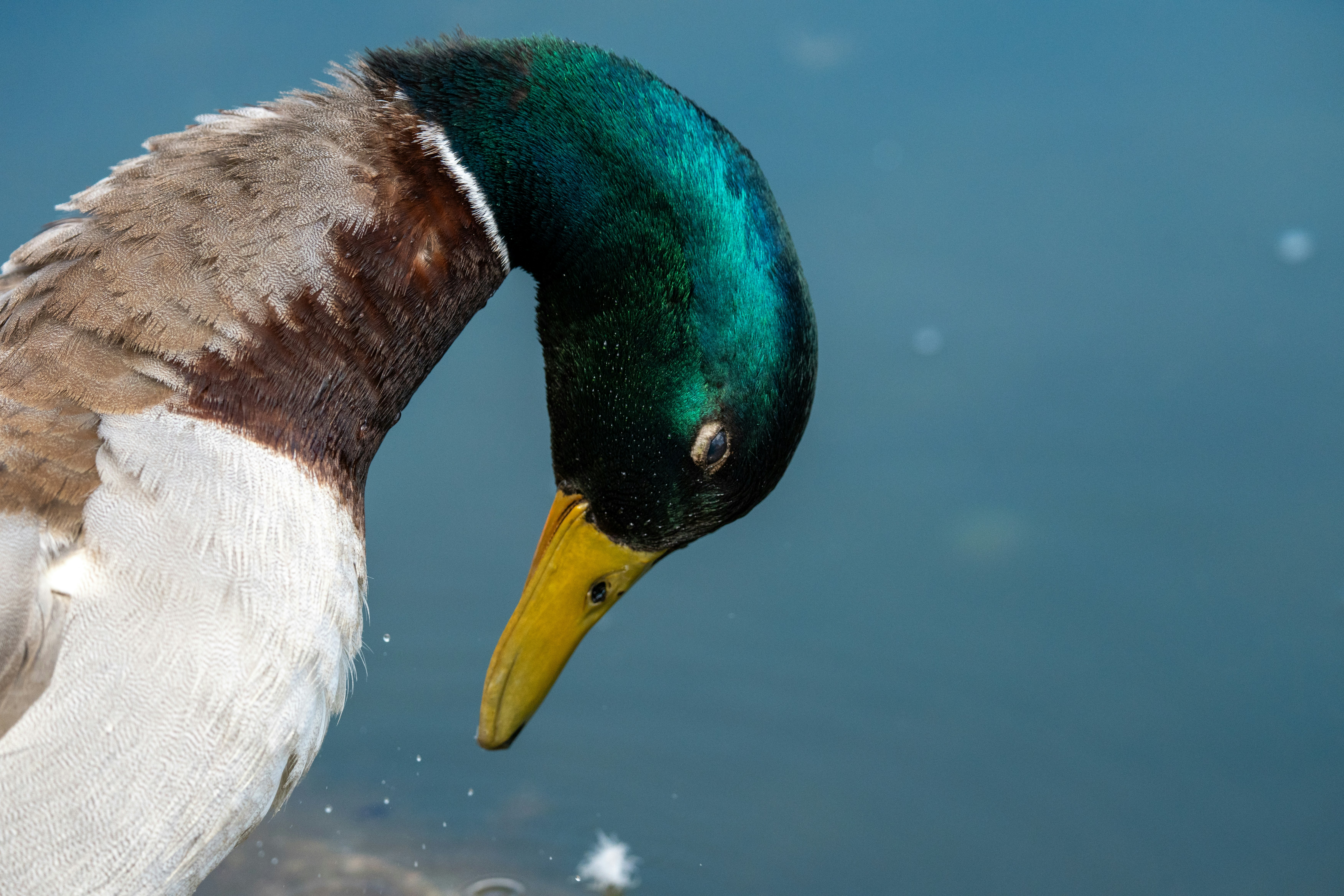 Photo by robertschwarz