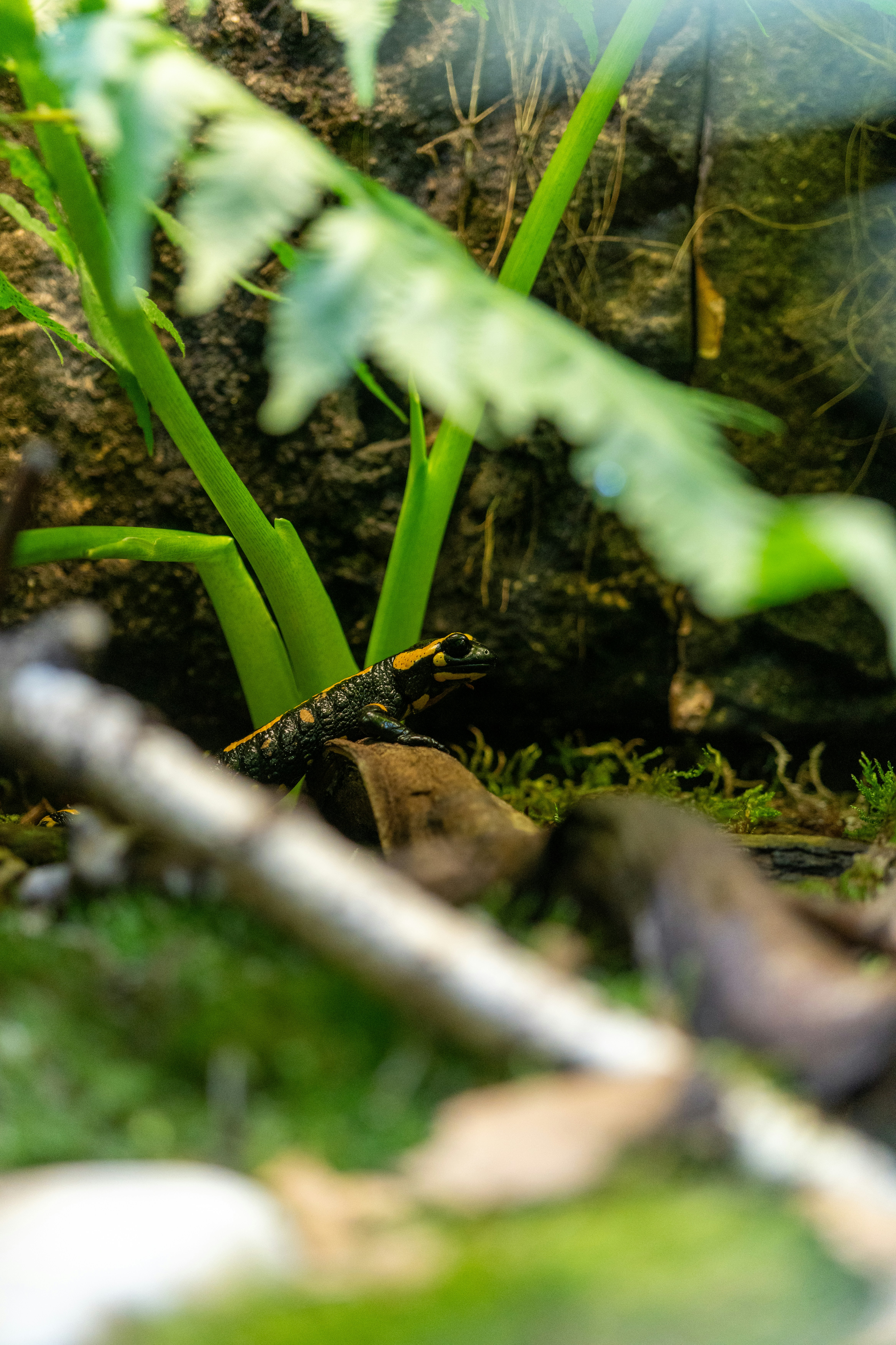 Photo by robertschwarz