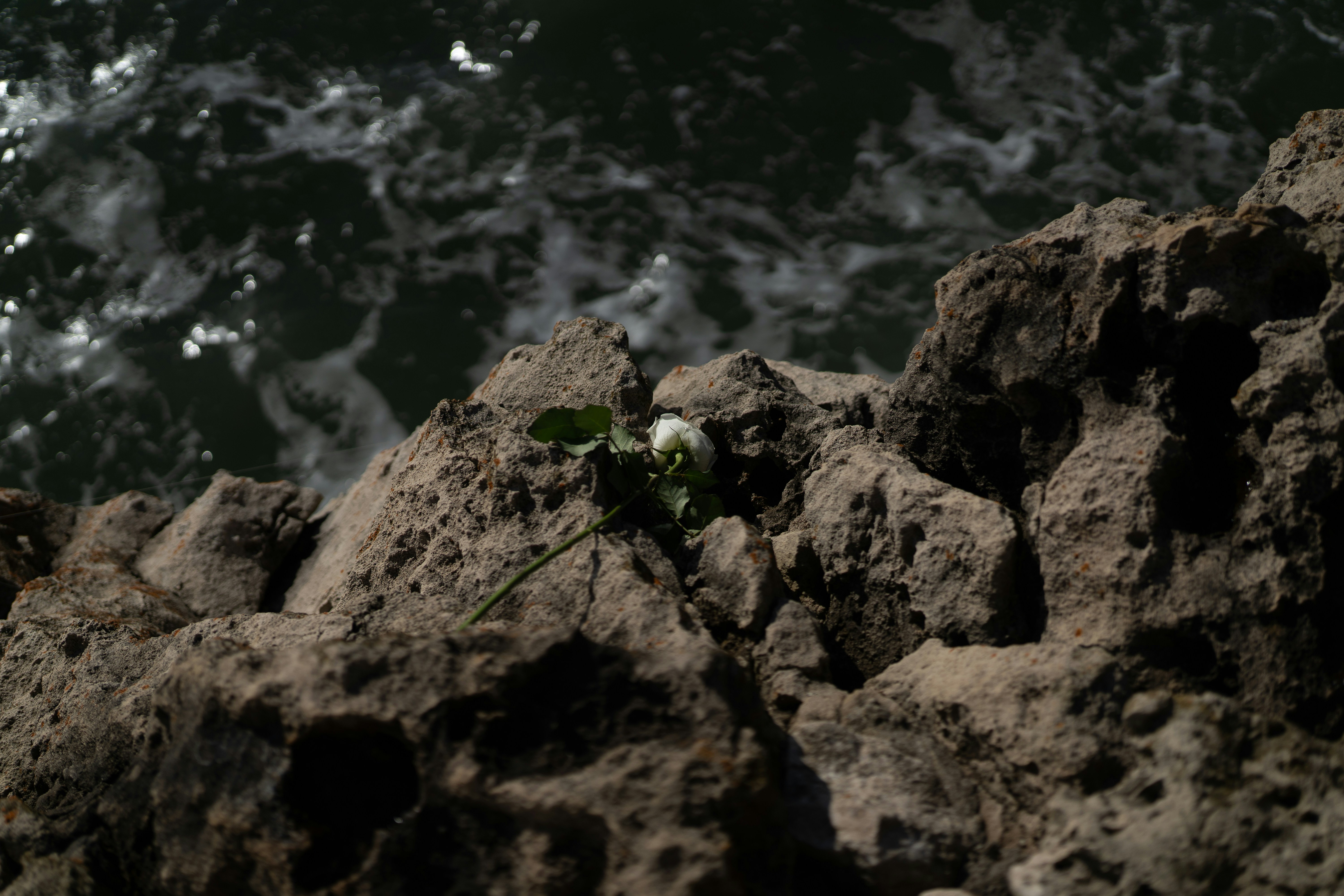 A white rose rests on rocky coastline.