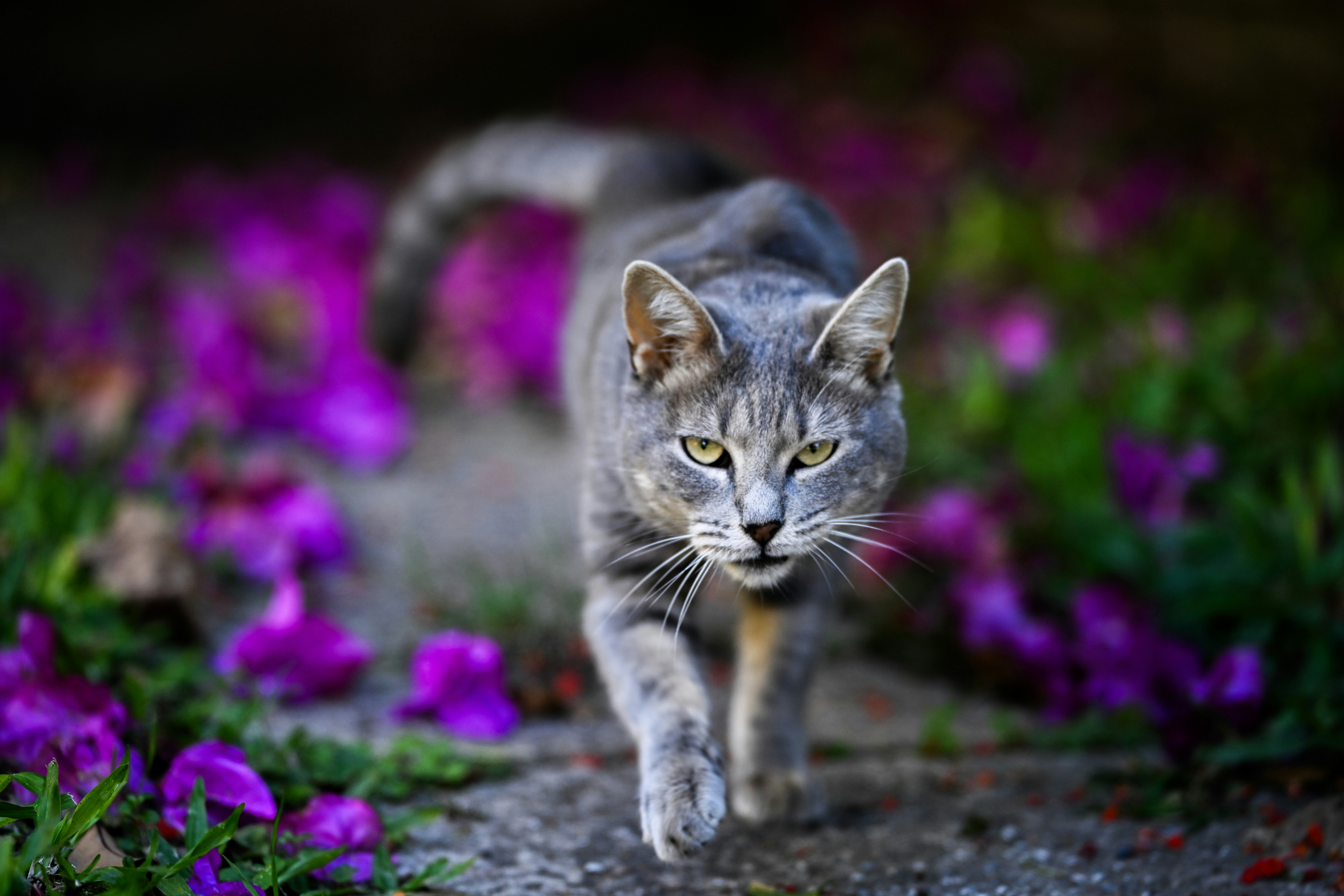 A gray cat walks among purple flowers.
