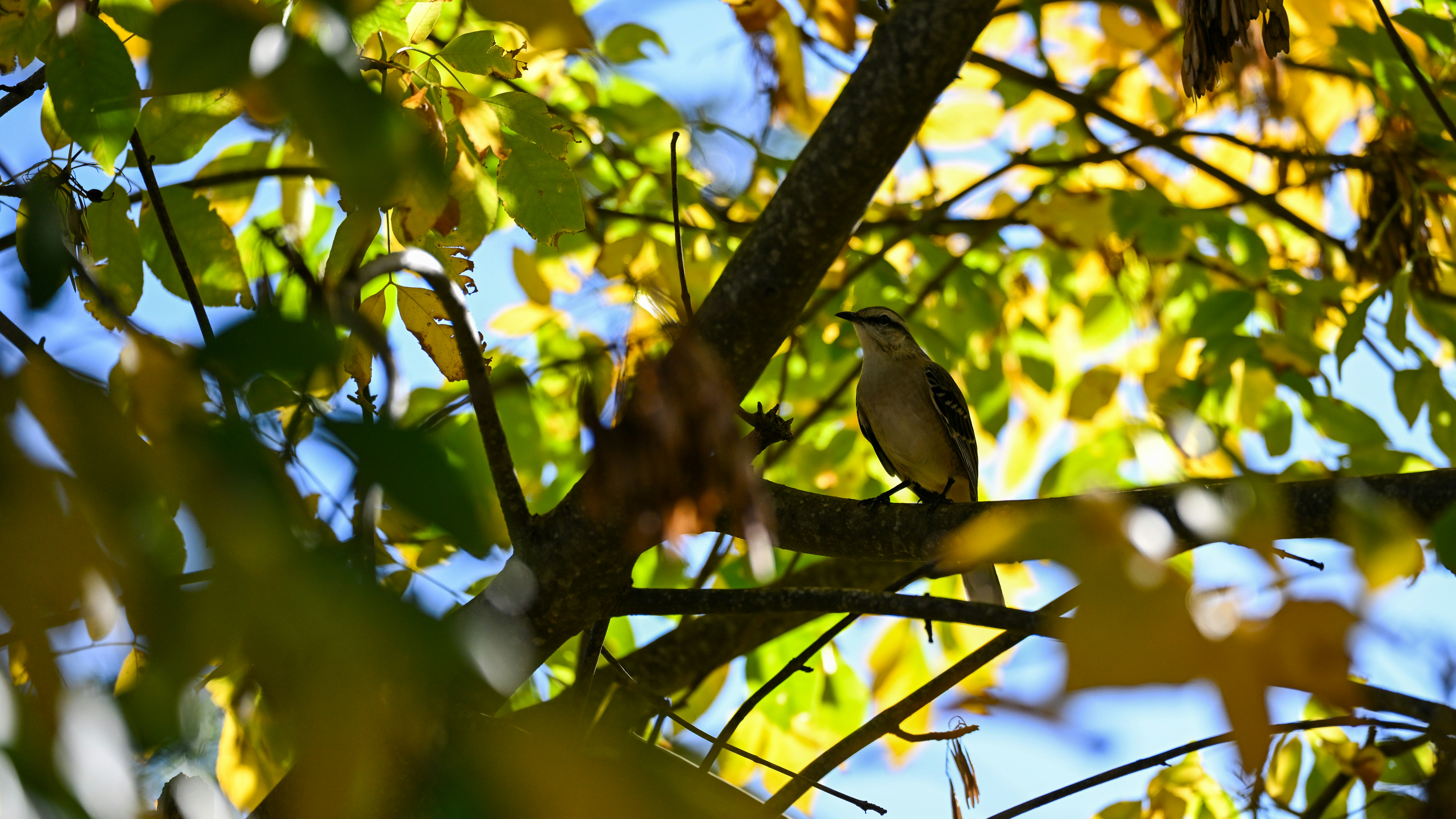 A bird perches on a branch amidst colorful leaves.