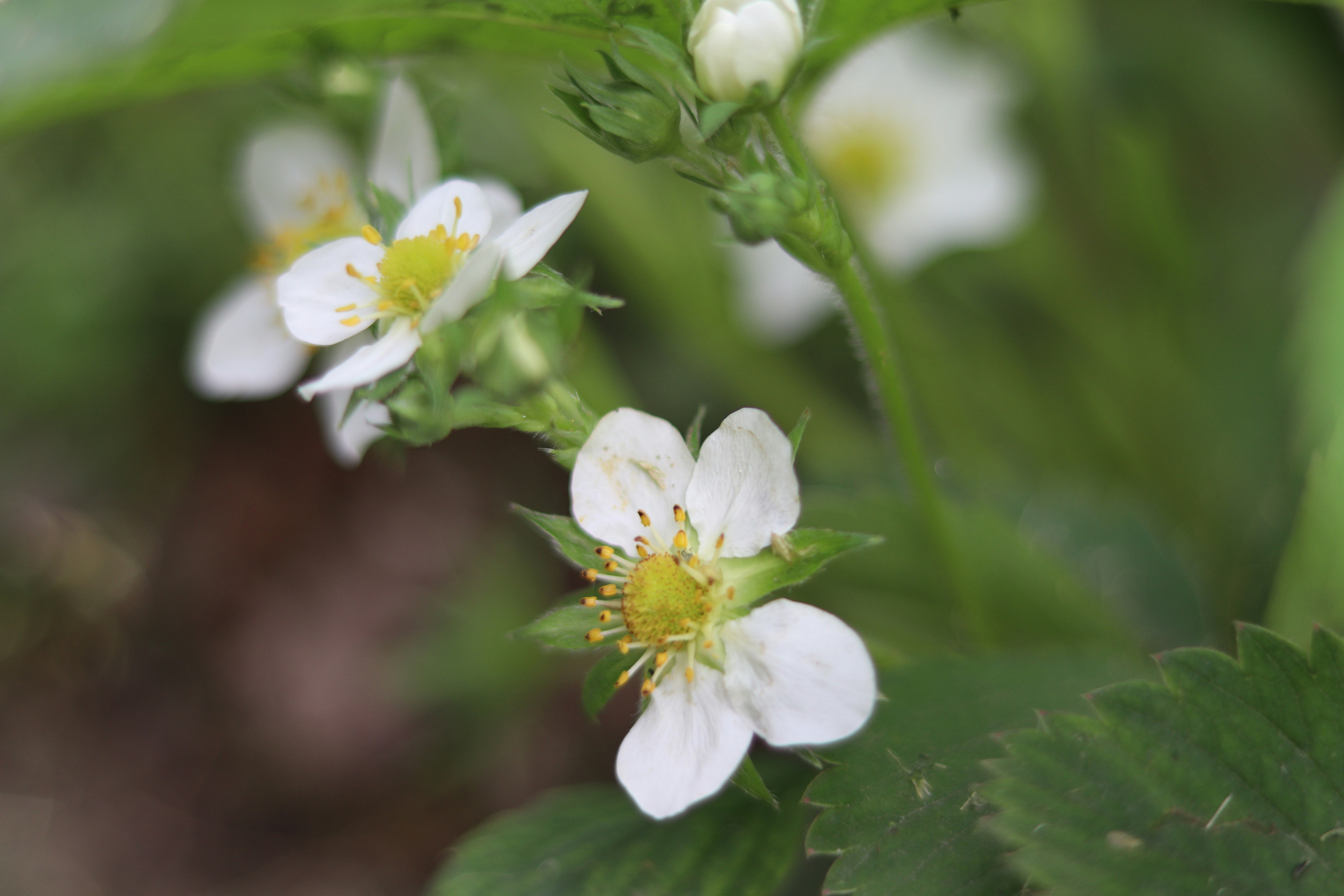 Photo by fotografialuivlad