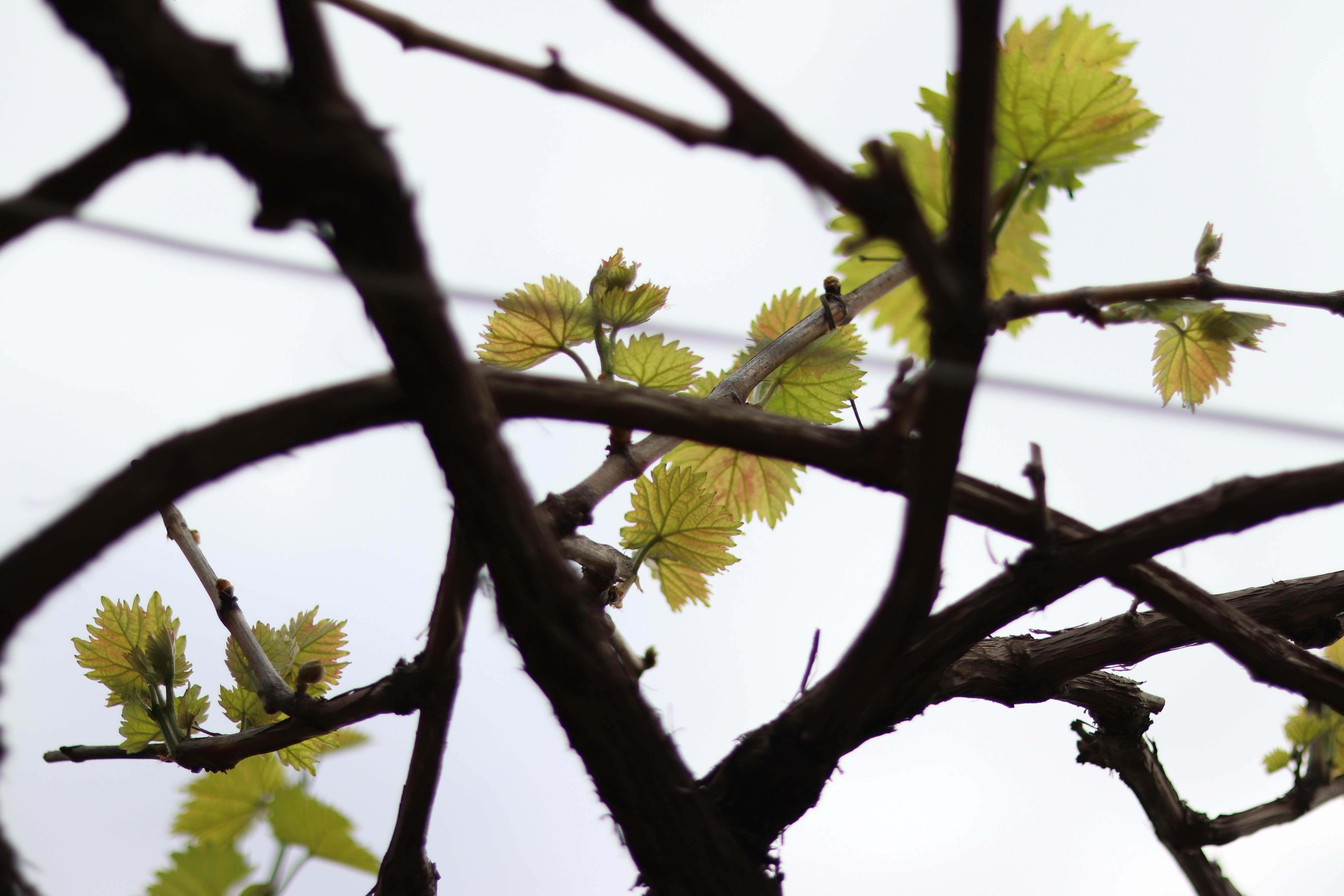 Photo by fotografialuivlad