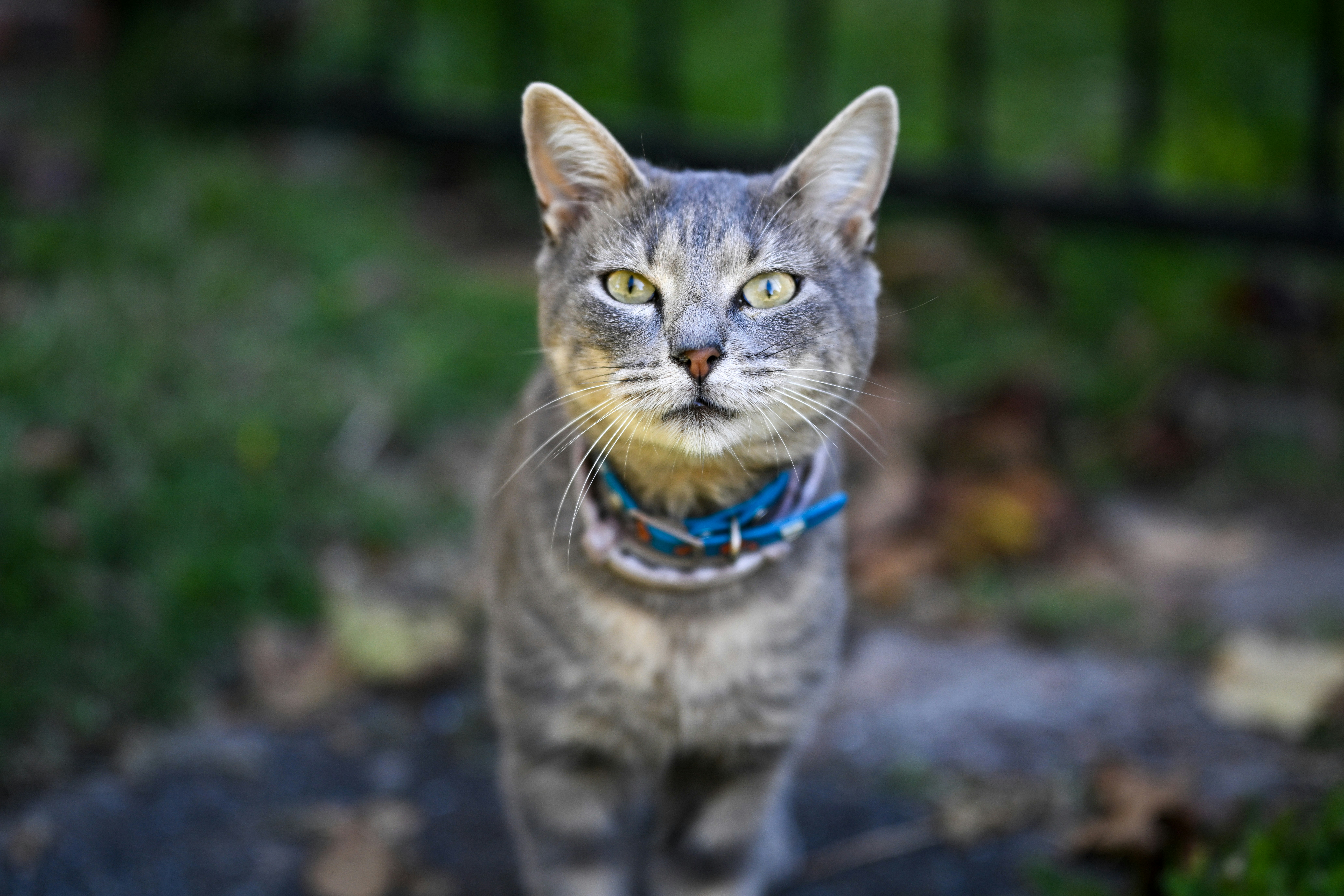 A gray tabby cat looks directly at the camera.