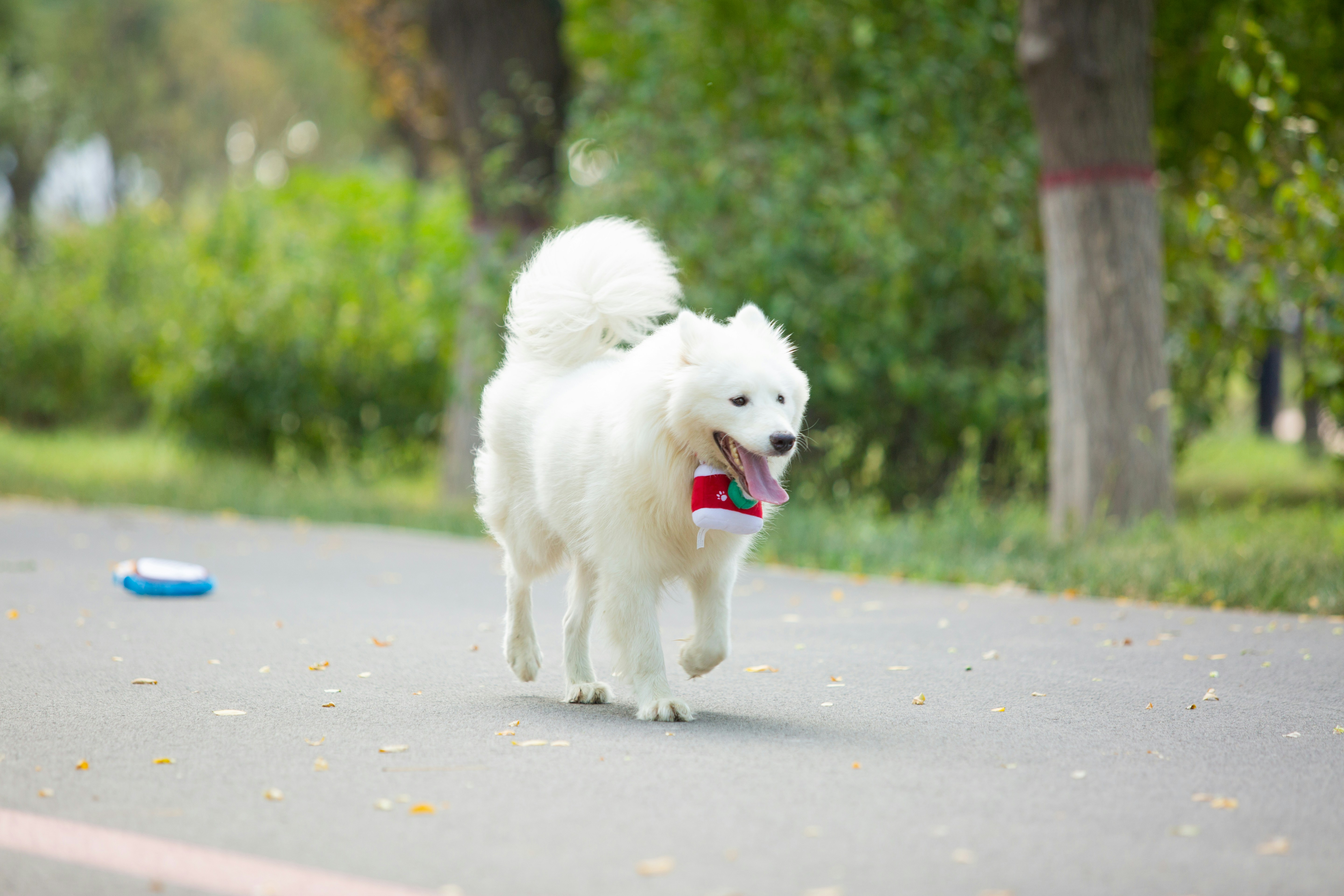 Beautiful Husky with thick double coat being brushed