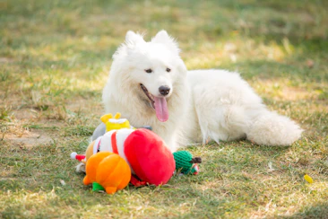 A white dog rests with its colorful toys.