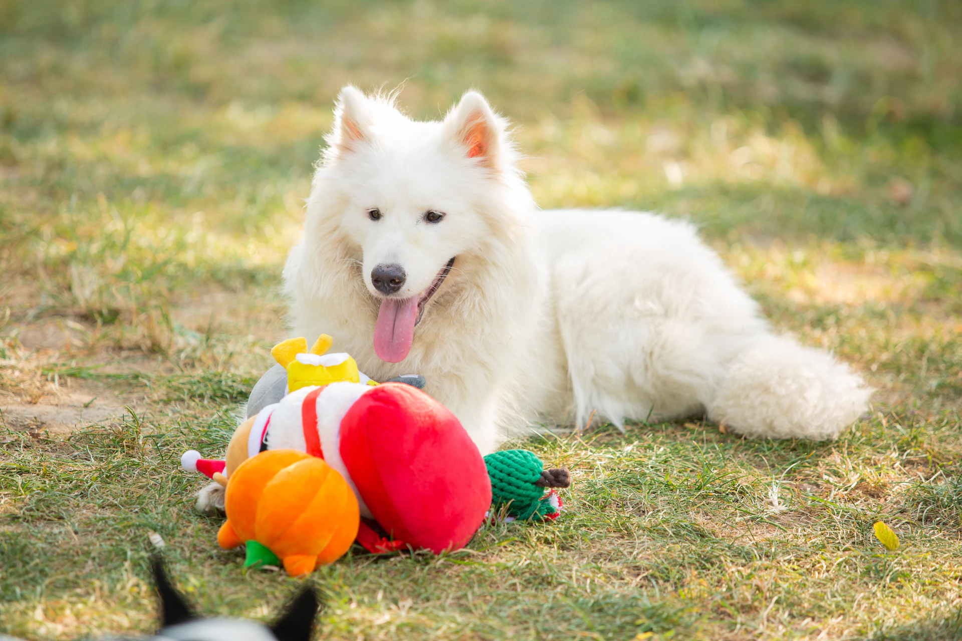 White dog relaxes with toys on the grass.