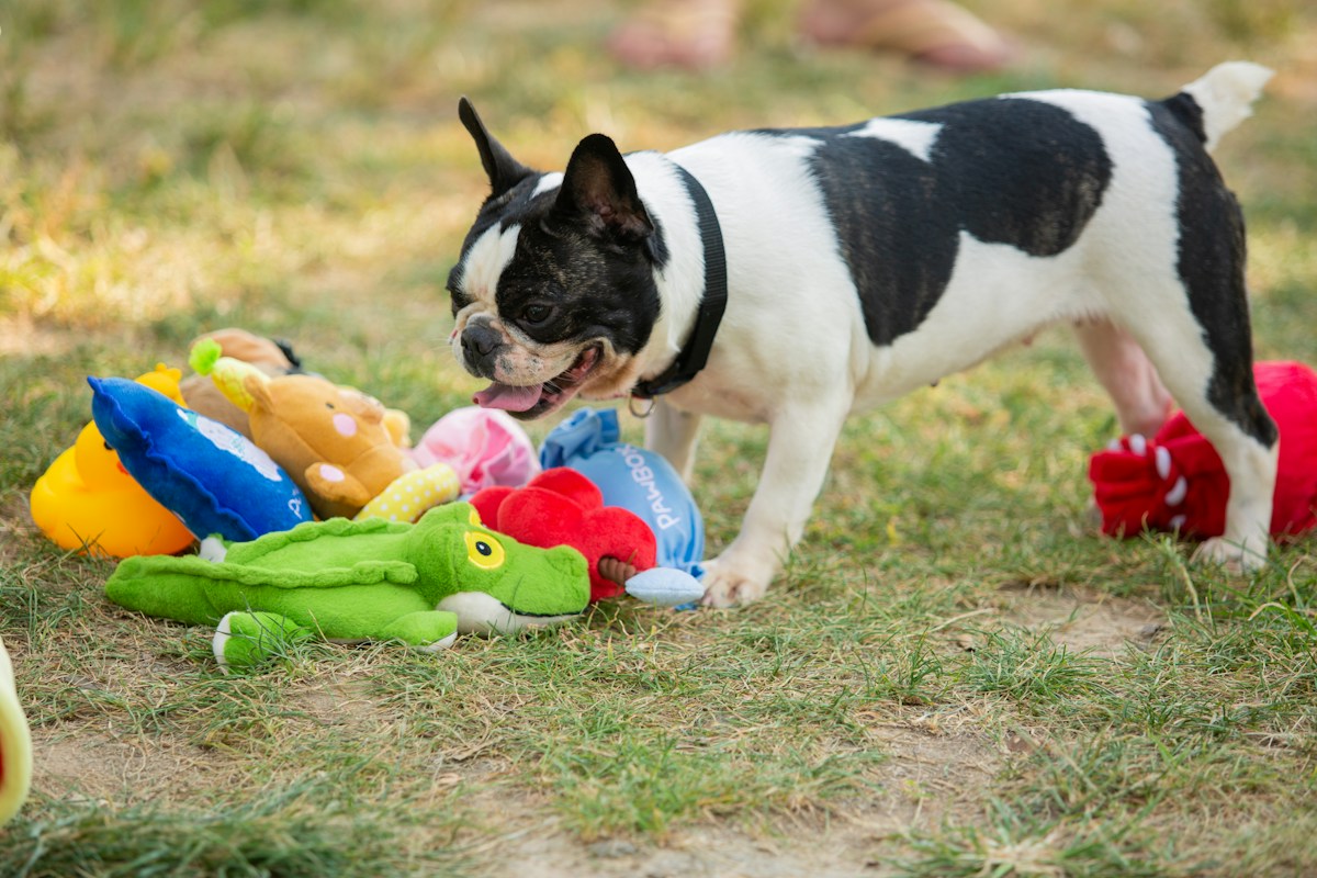 Bulldog Francês preto e branco brincando com brinquedos coloridos na grama