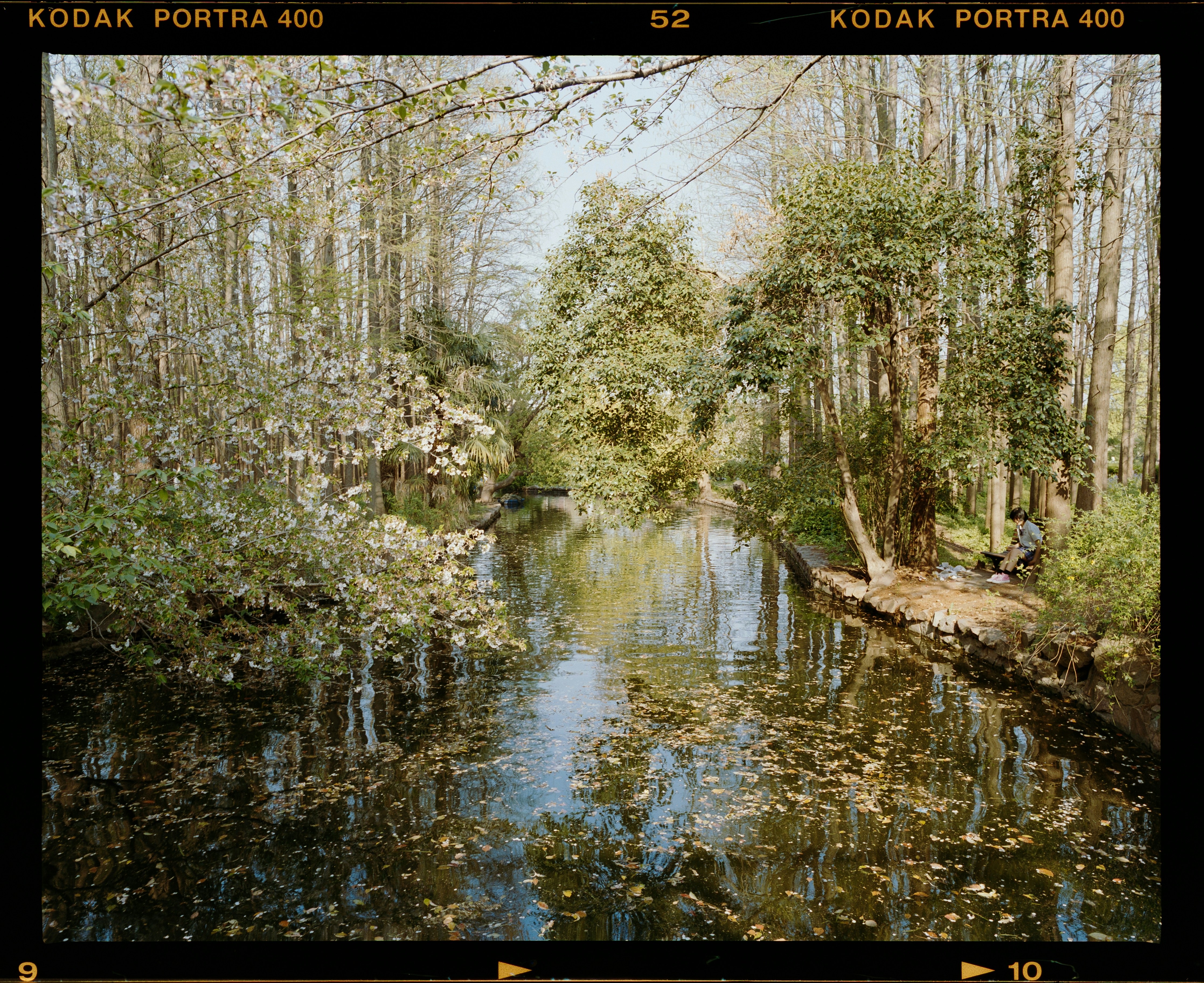 Un ruisseau coule à travers une forêt d’automne tranquille.