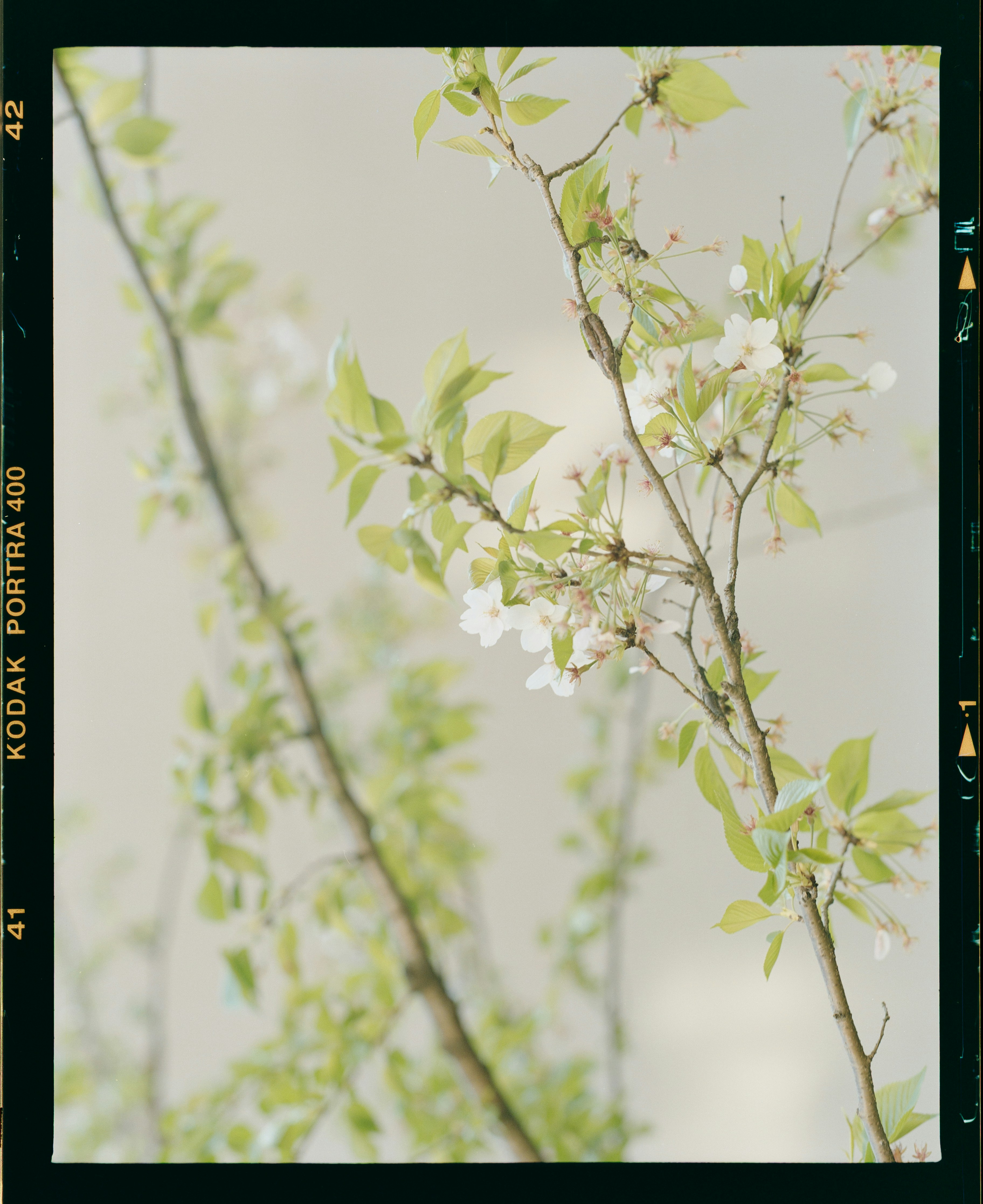 Blooming tree branches with green leaves.