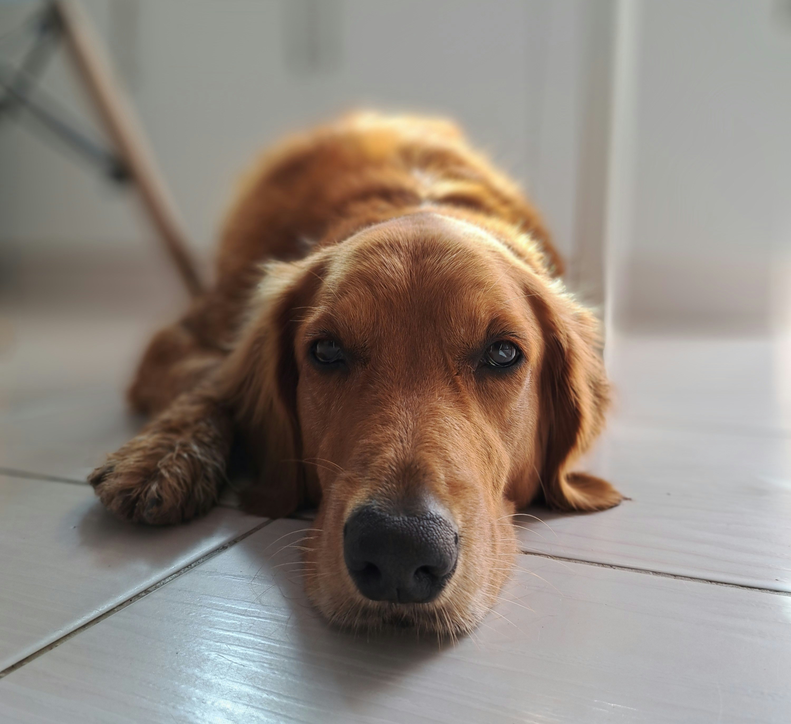 A golden retriever rests on the floor.