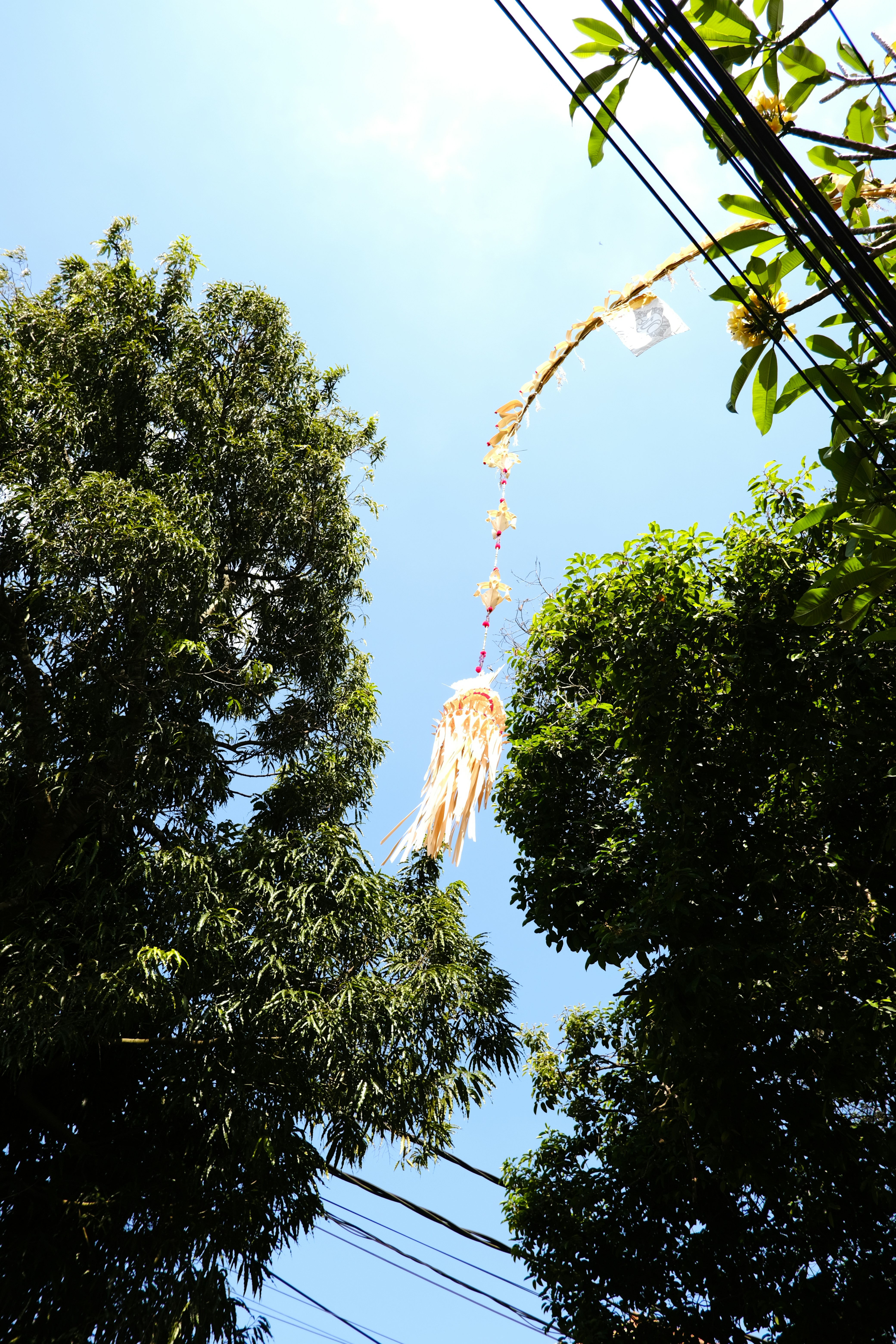 Ceremony decorations hang between trees against the sky.