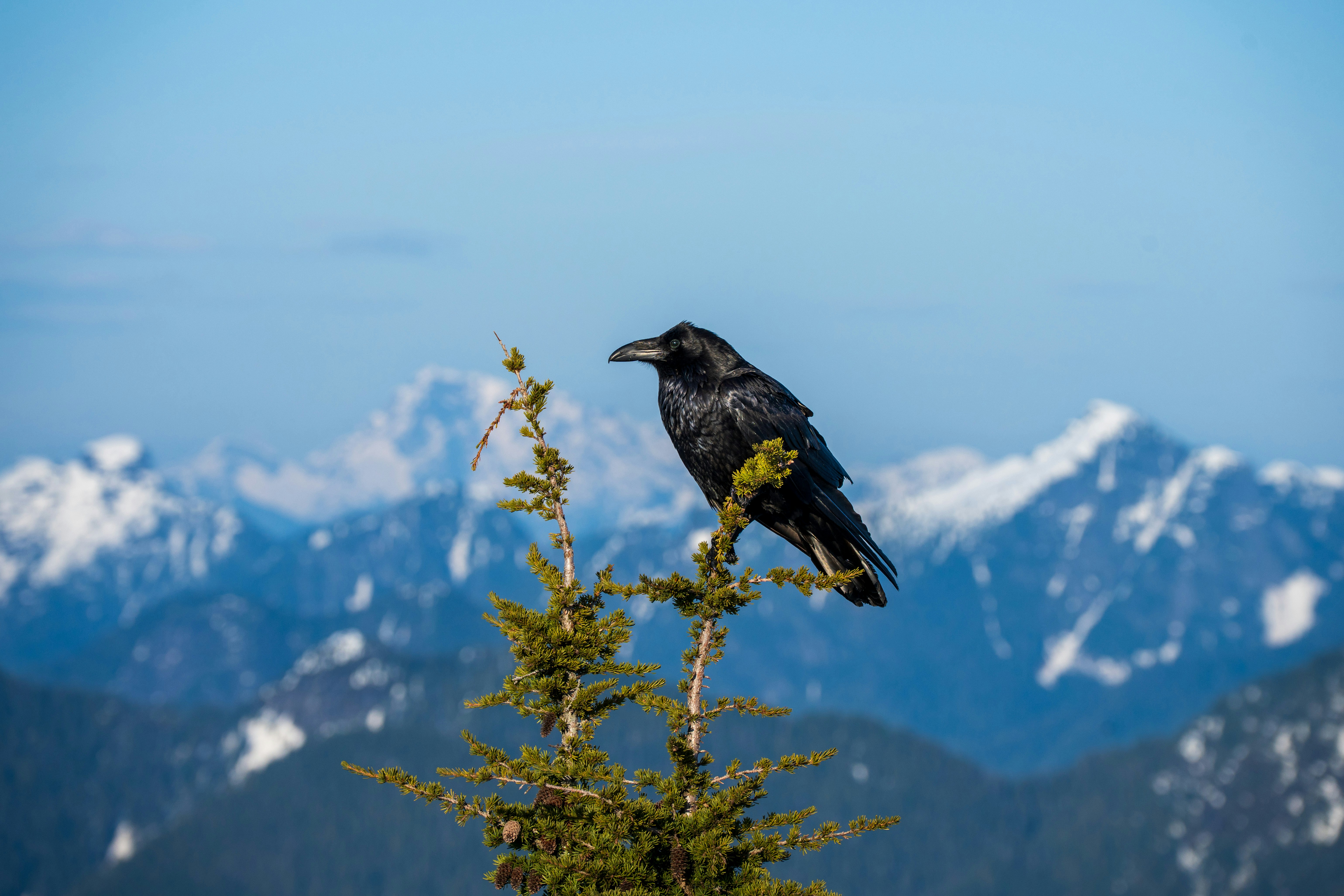 A raven perches on a tree with mountain scenery.