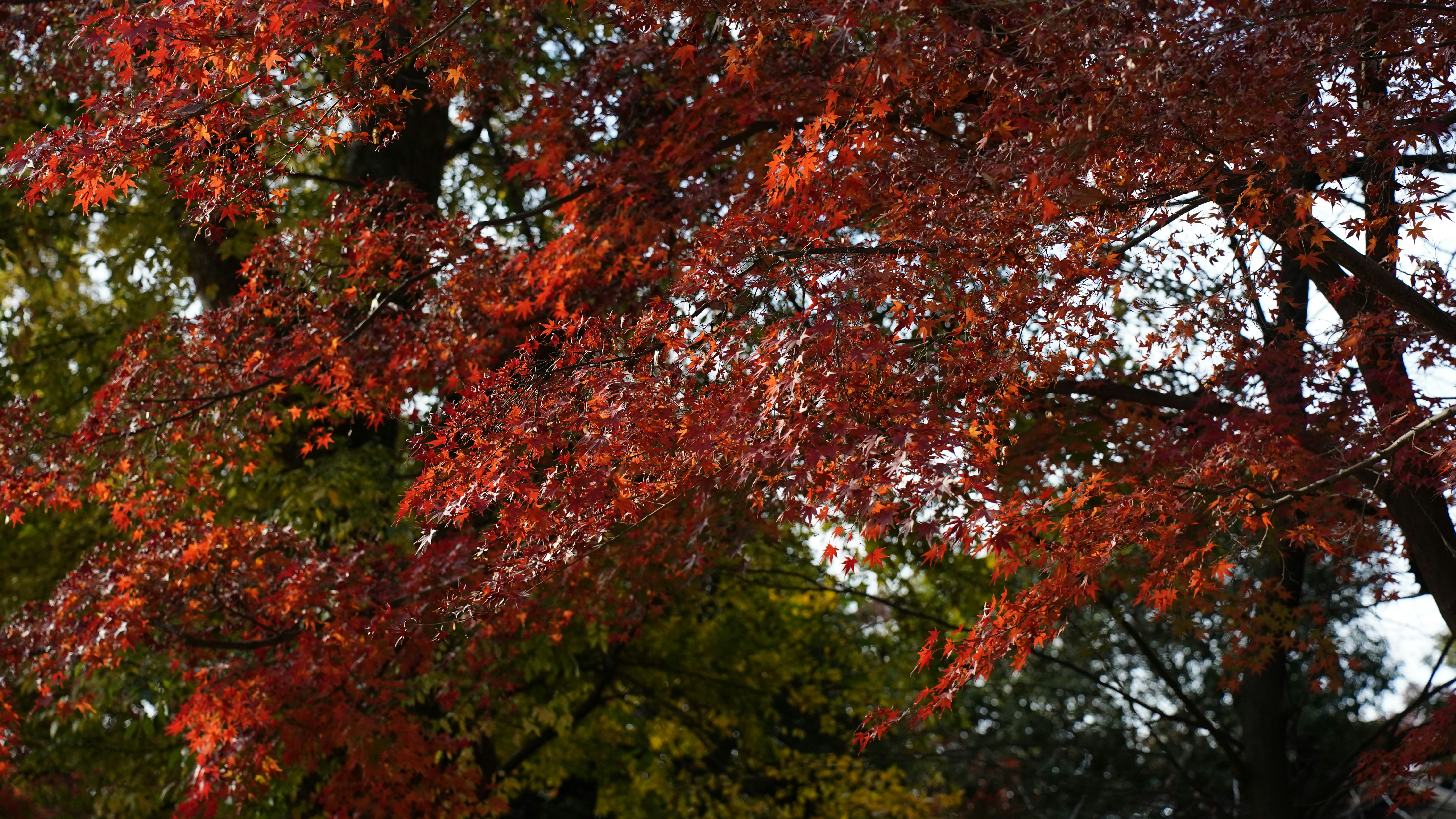 Autumn leaves display vibrant red and orange colors.
